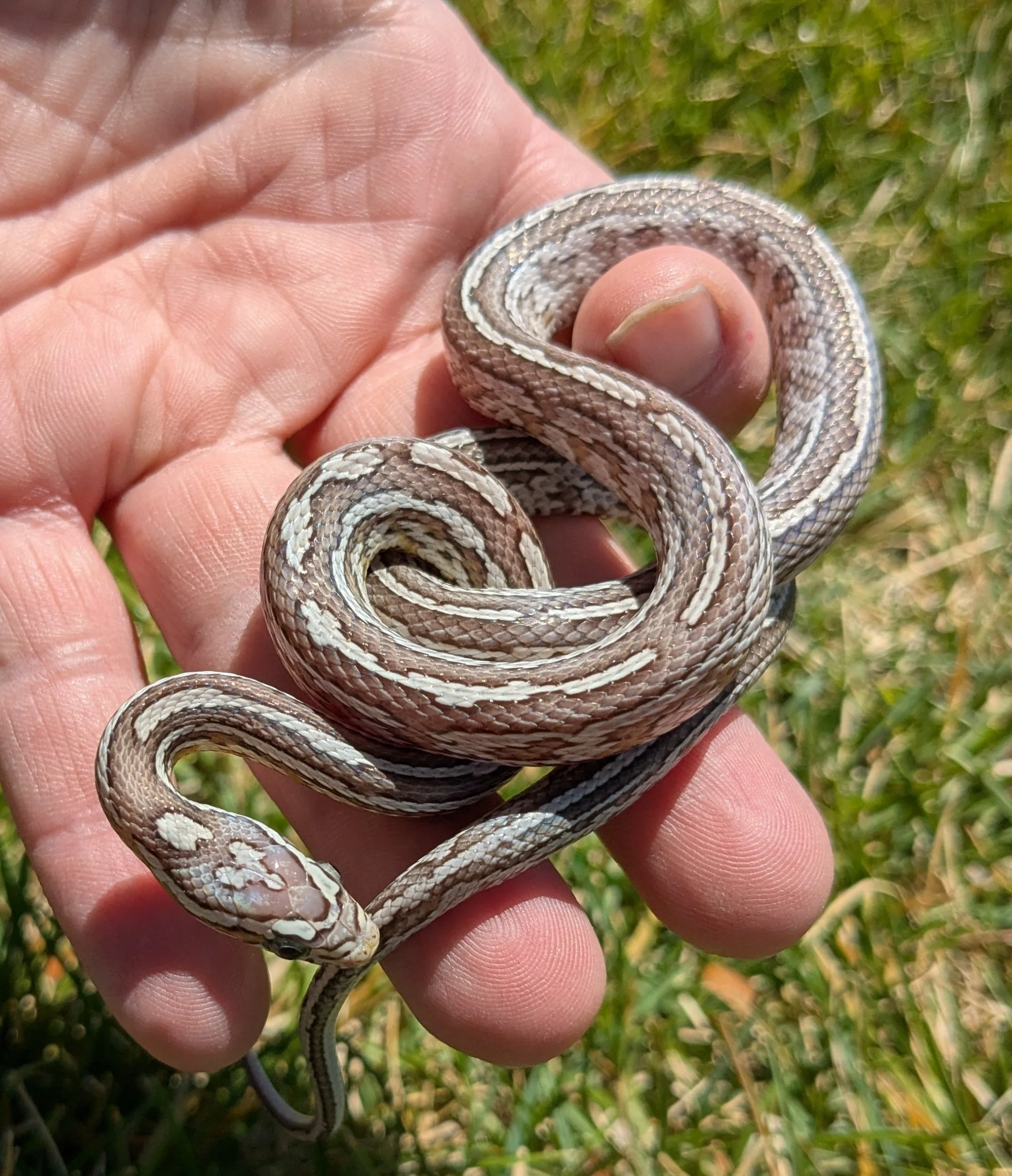 Ghost Tessera Corn Snake