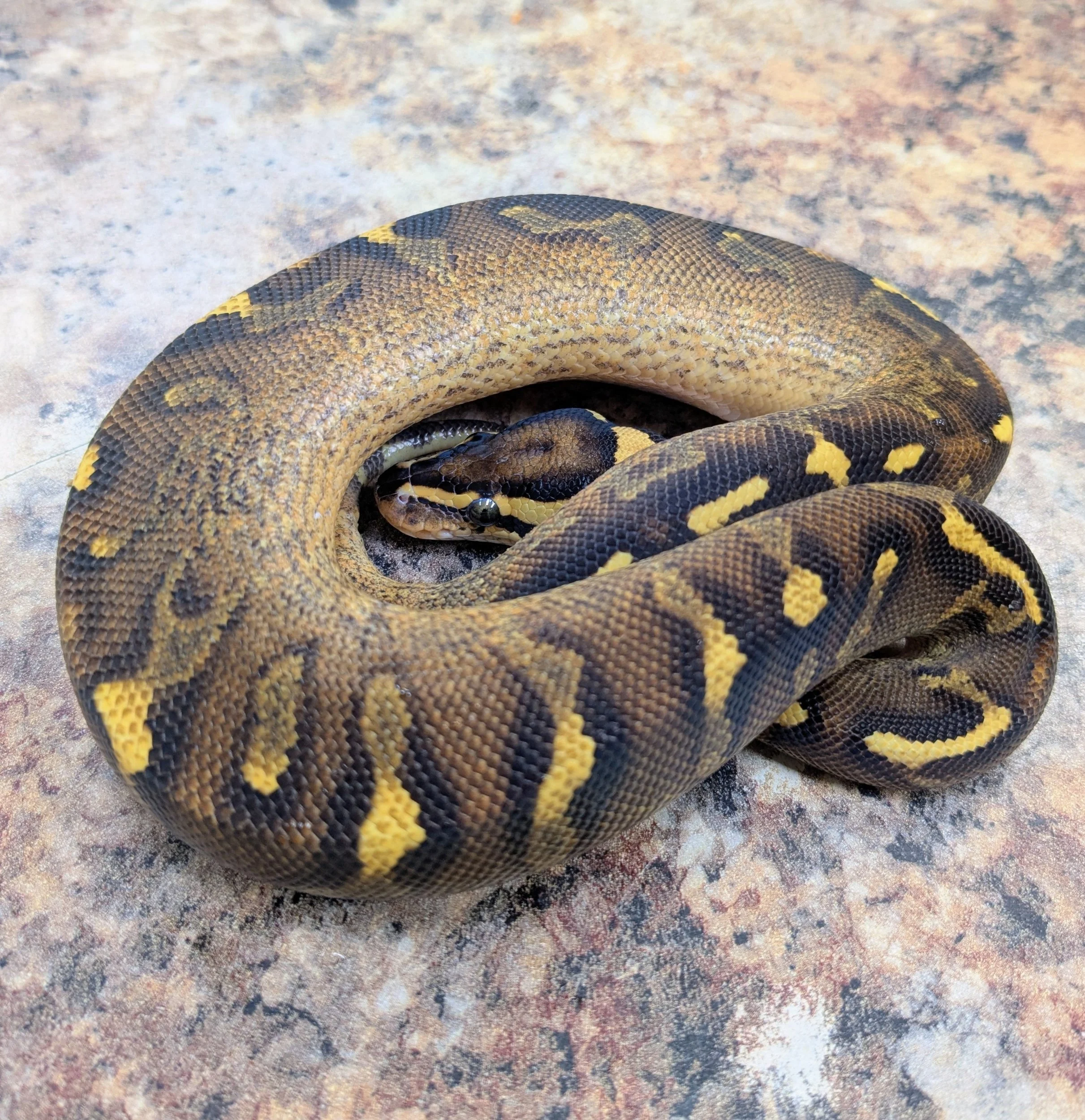 Super Gravel Ball Python