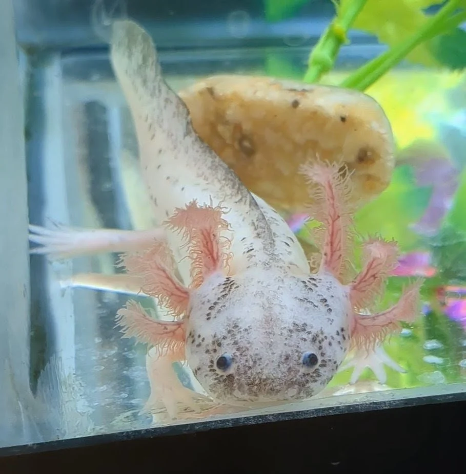 Dirty Lucy Leucistic Axolotl