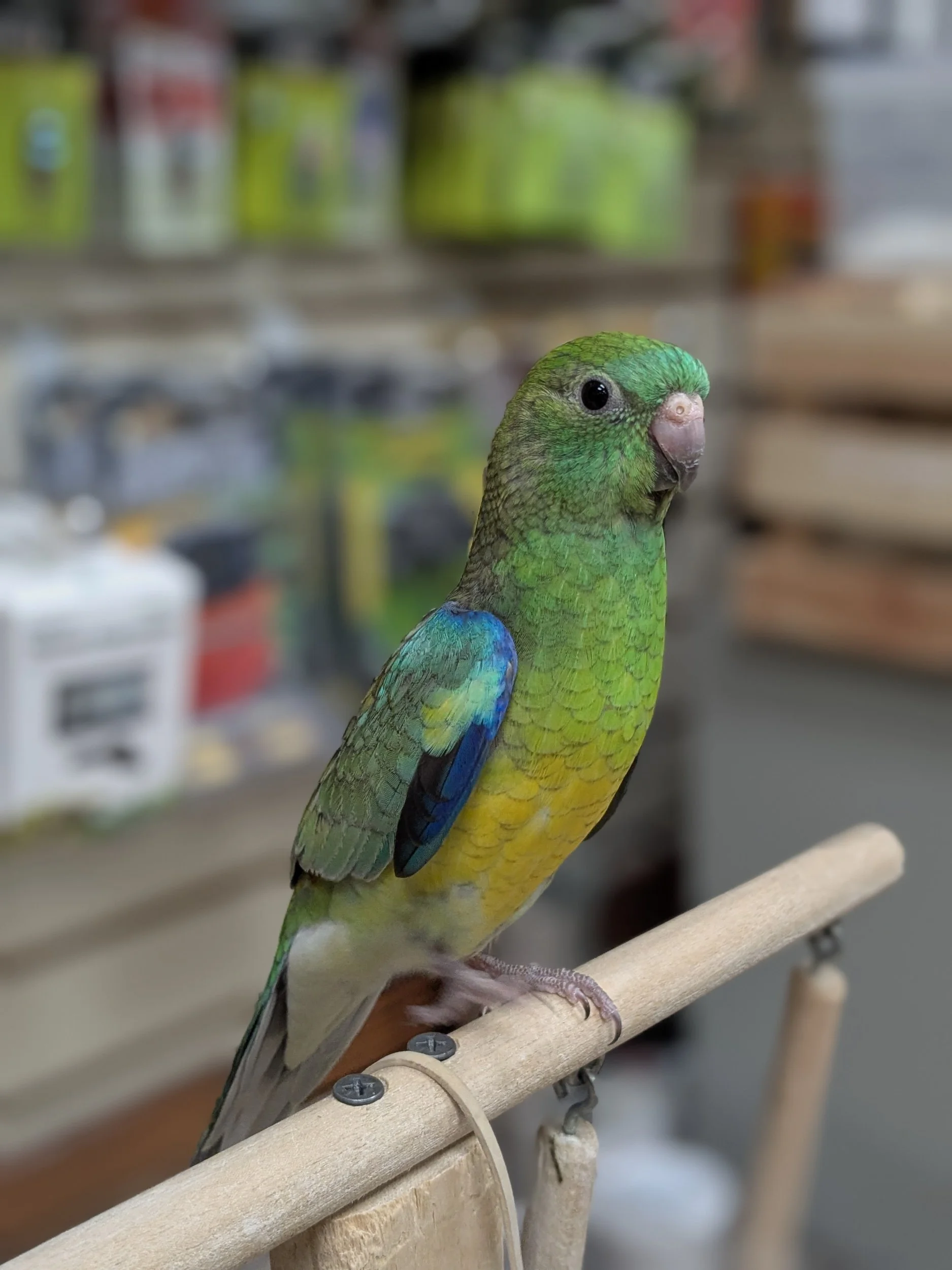 Red Rump Parakeet