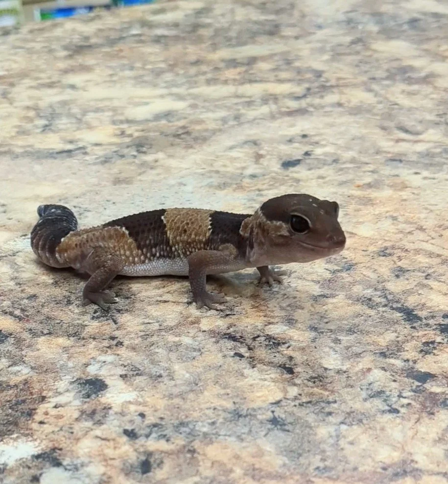 Fat Tailed Gecko