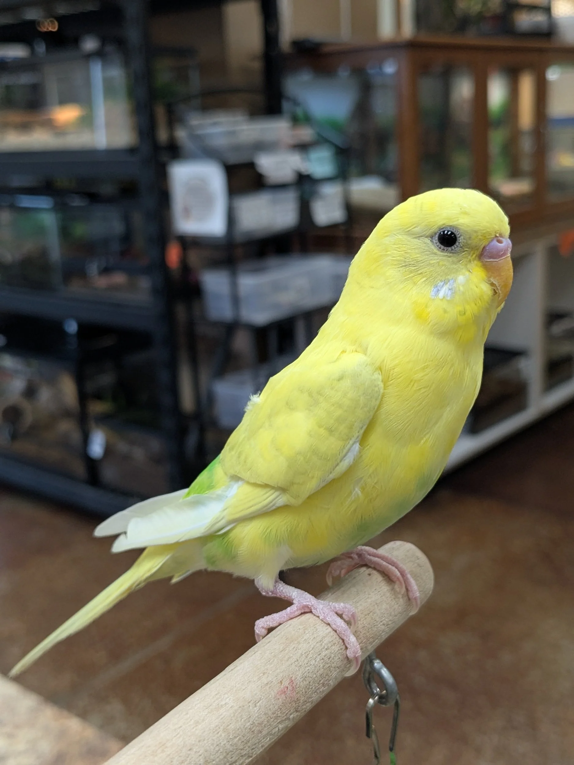 Hand Tamed Parakeet