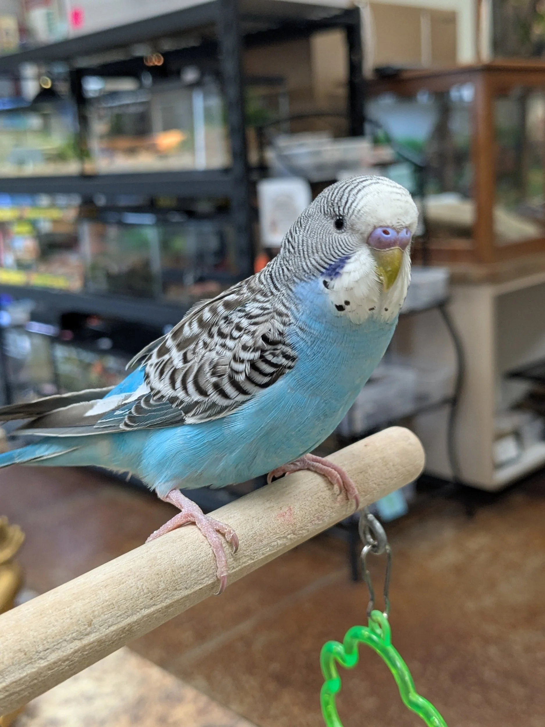 Hand Tamed Parakeet