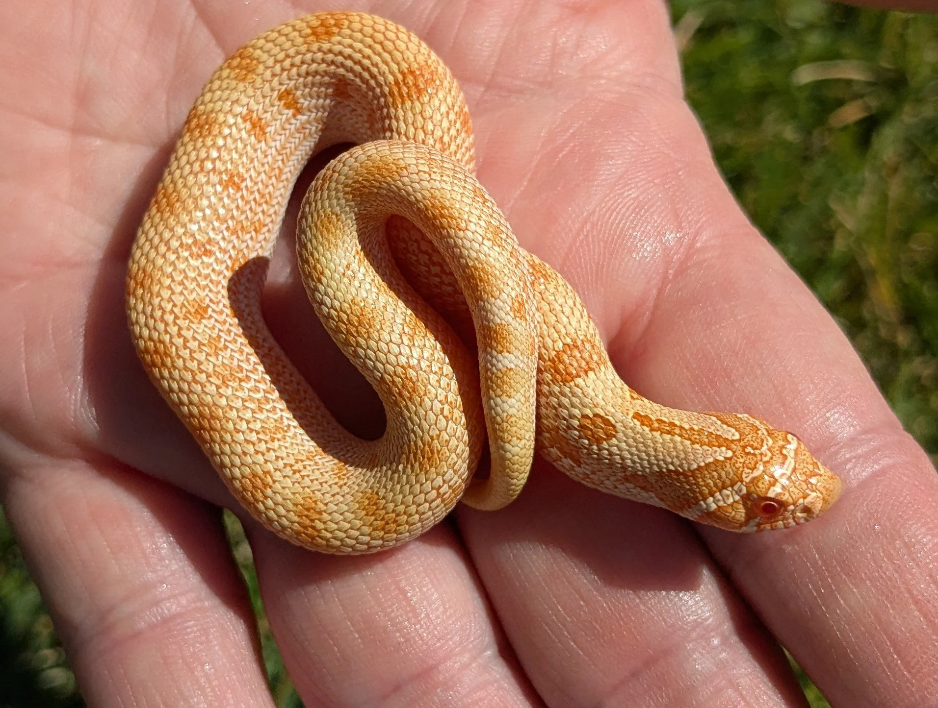 Albino Anaconda Western Hognose