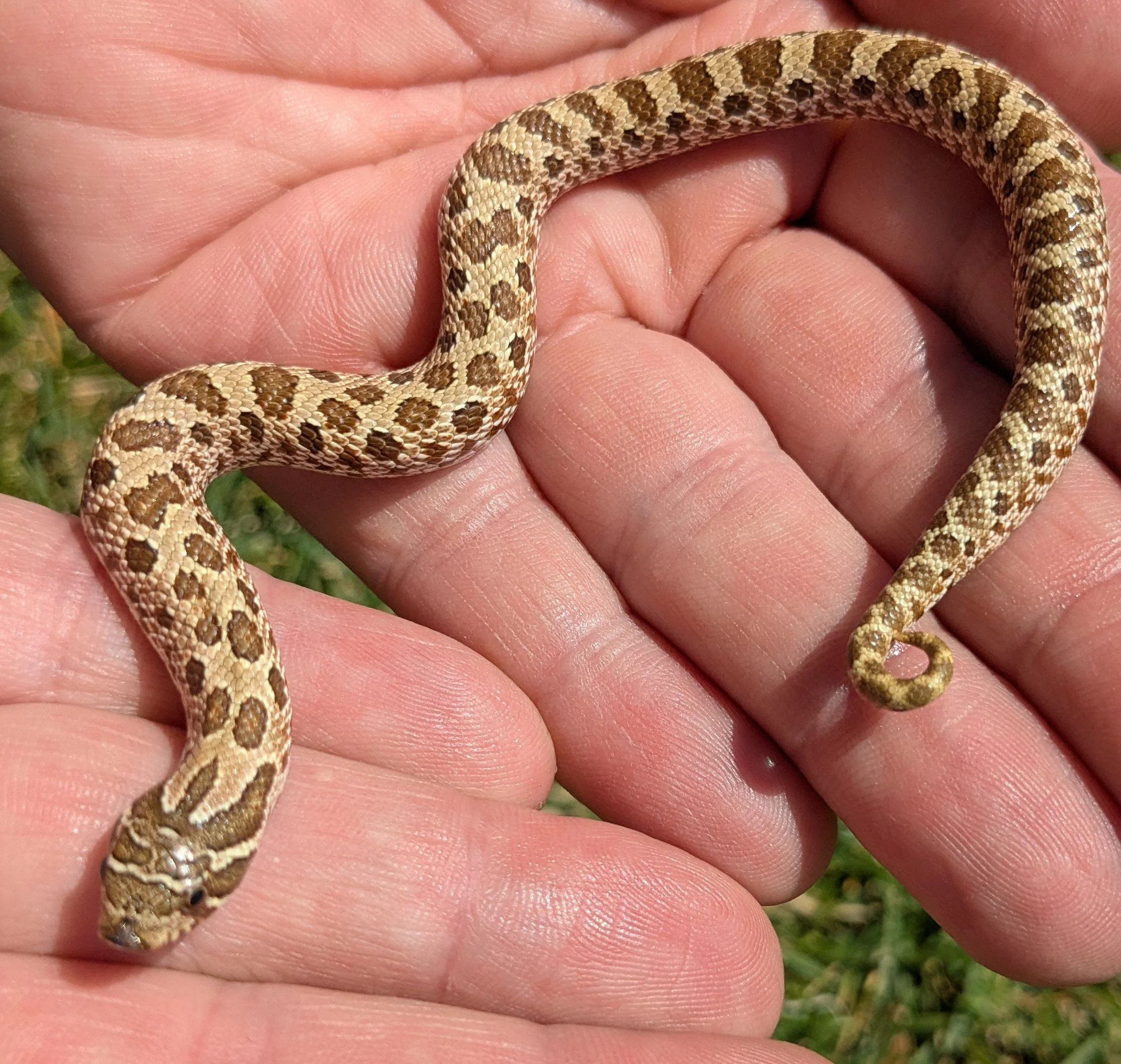 Classic Western Hognose