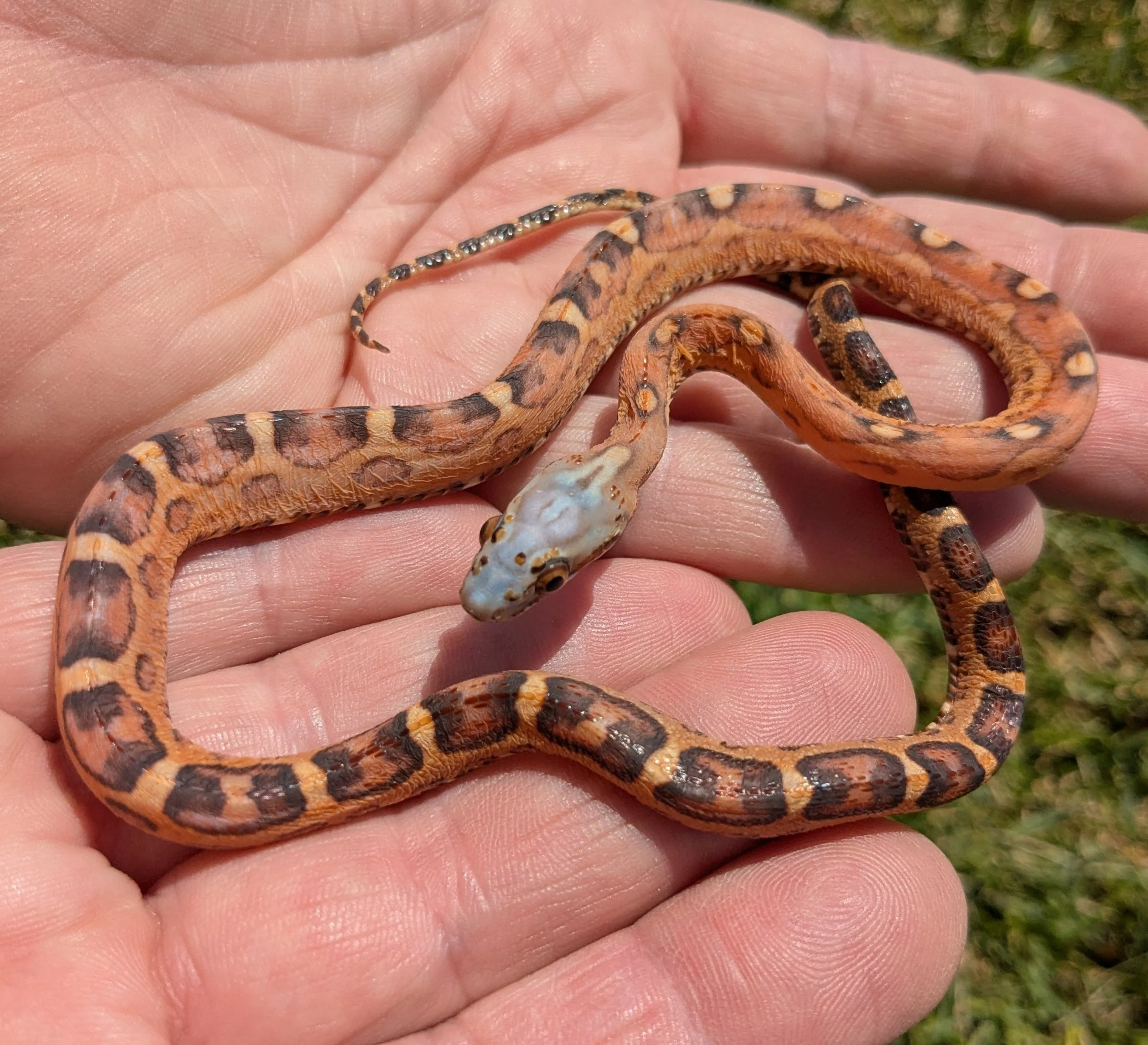 Scaleless Corn Snake