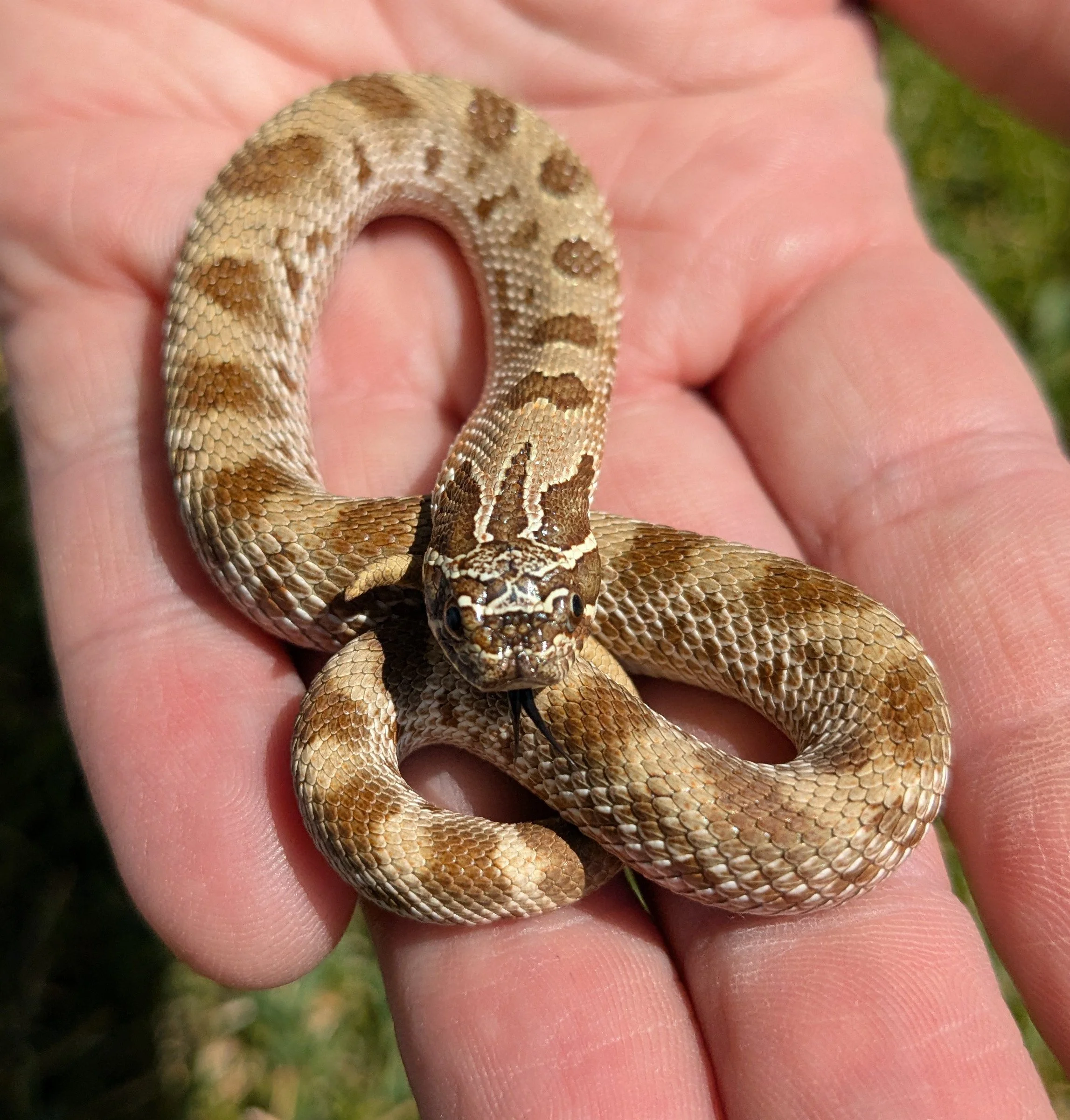 Anaconda Western Hognose