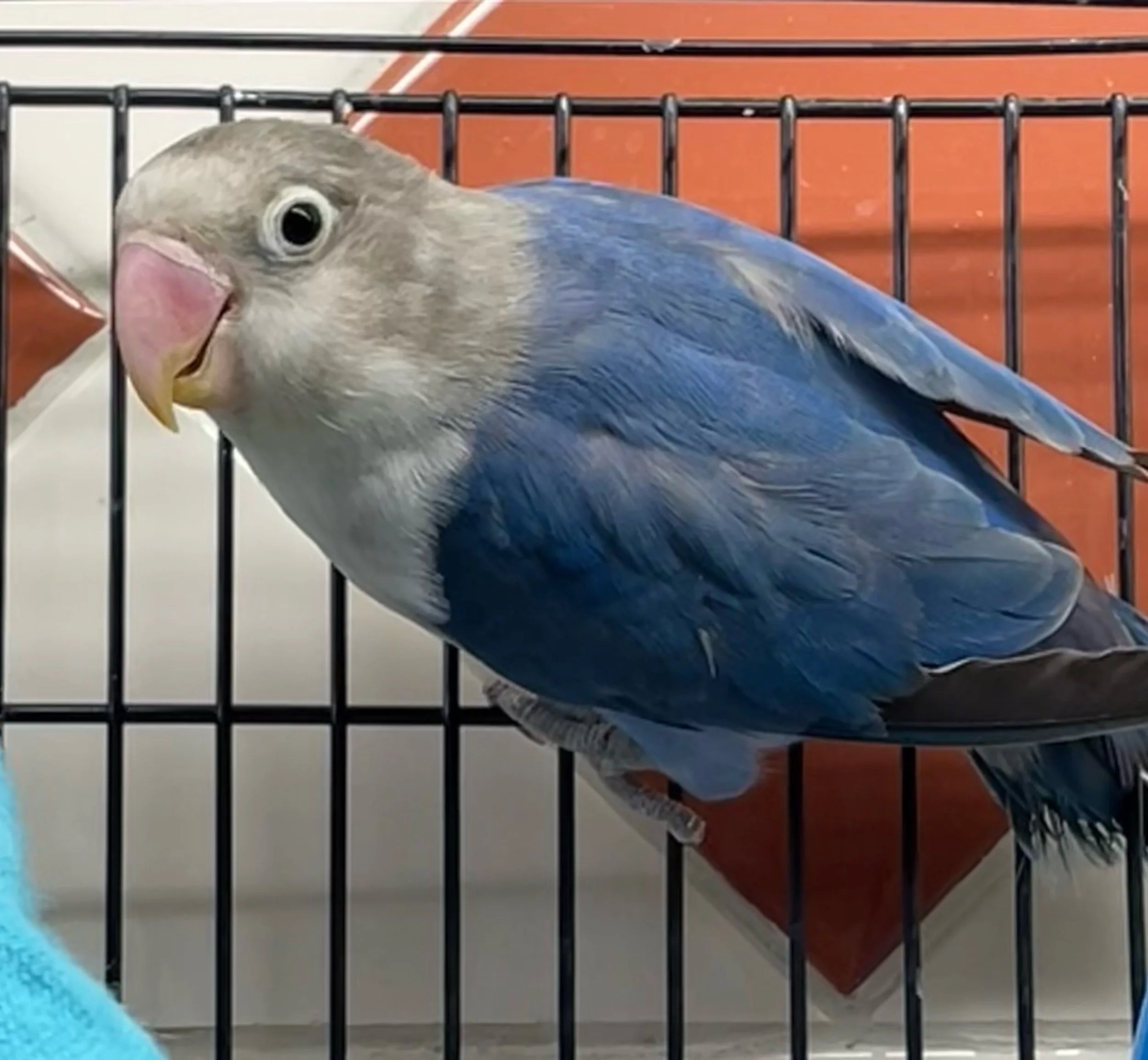 Fischer's Violet Lovebird