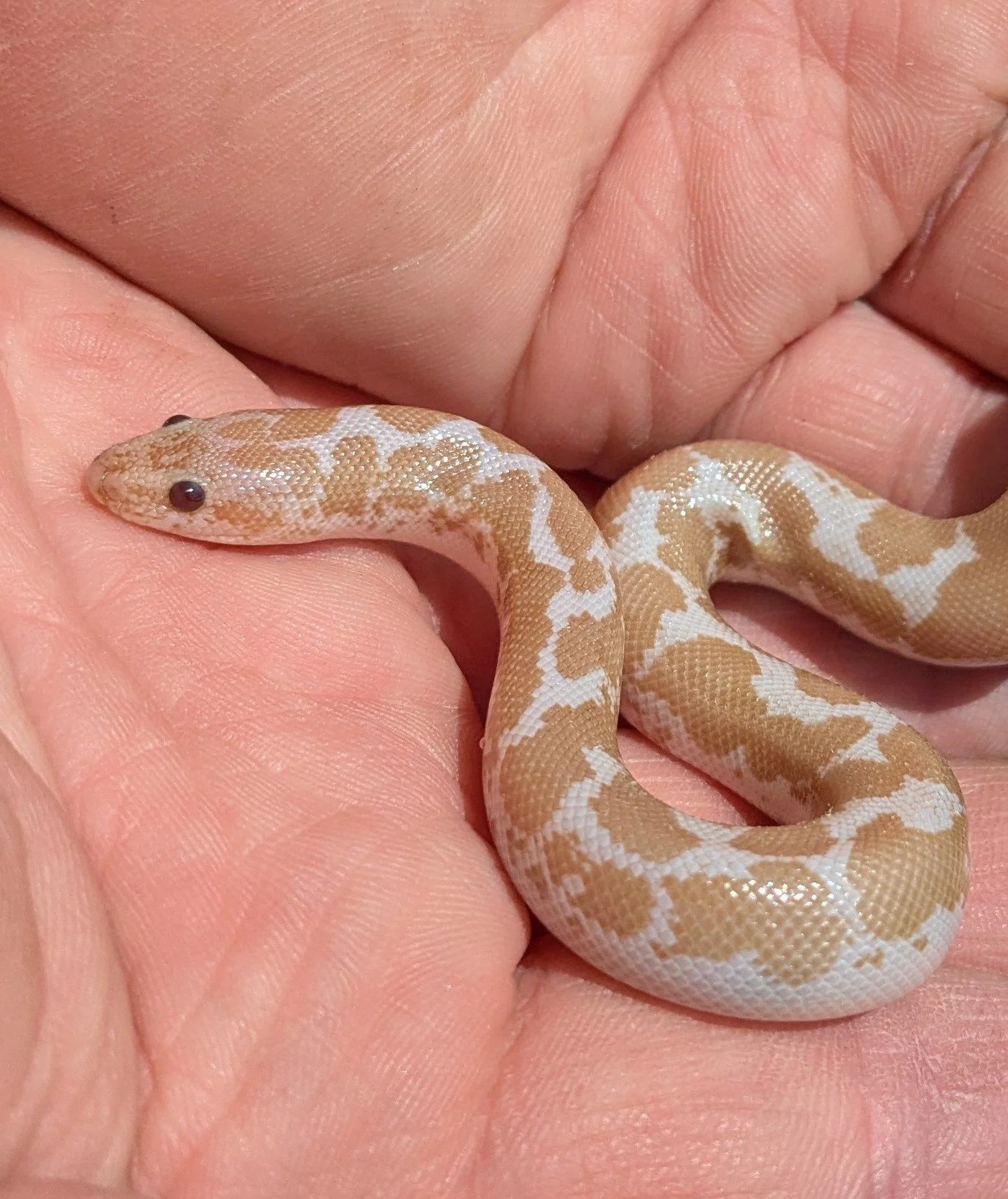 Snow Kenyan Sand Boa