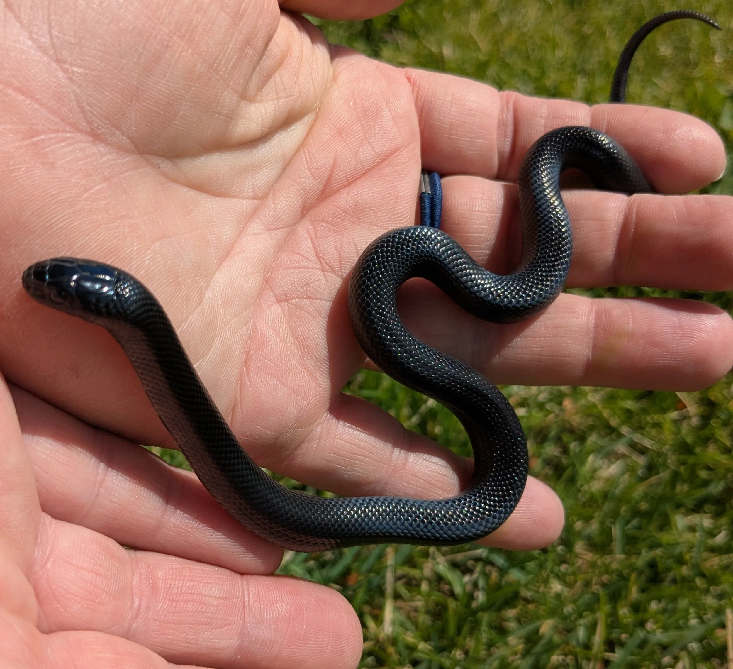 Mexican Black Kingsnake