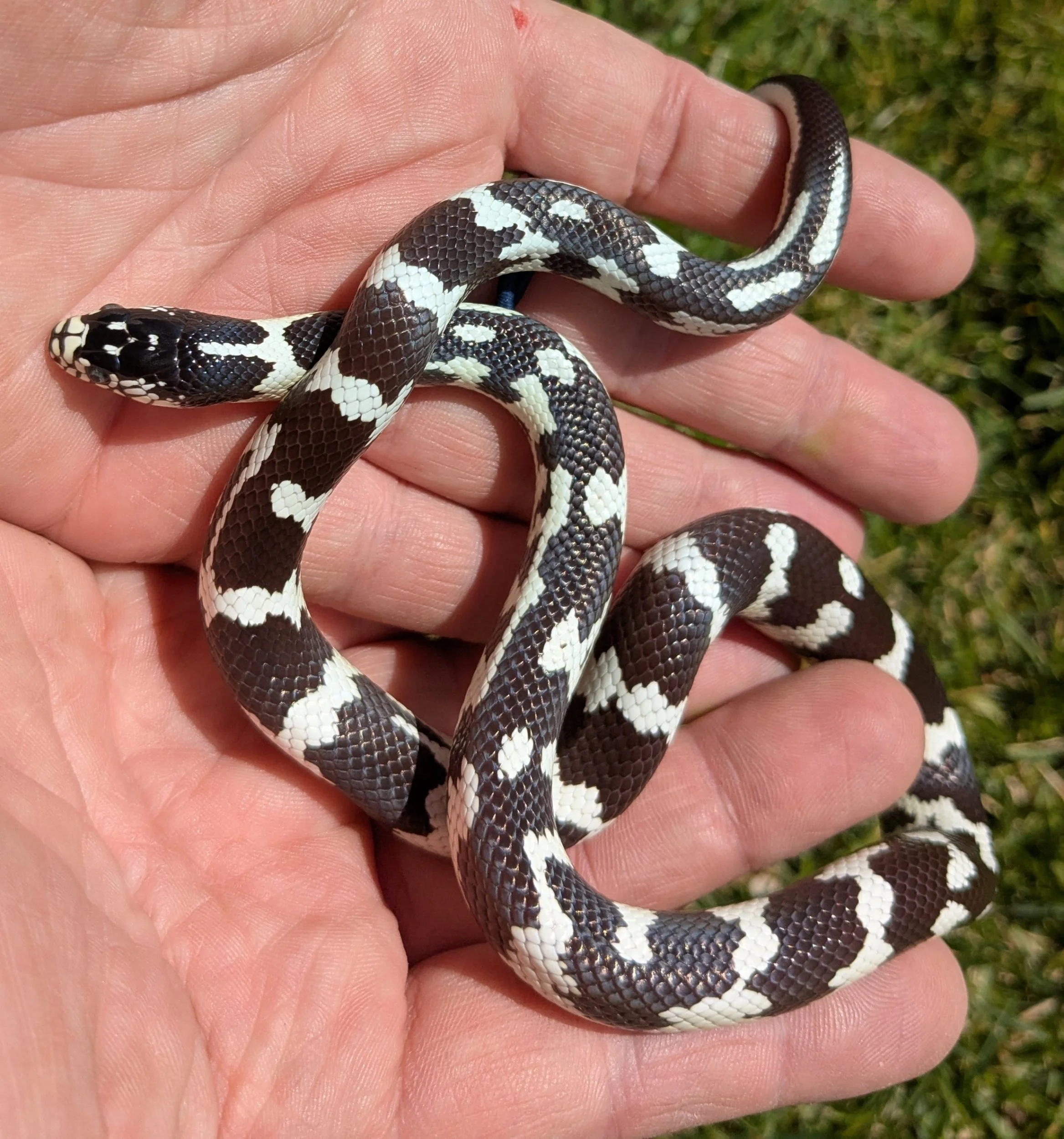 Aberrant California Kingsnake
