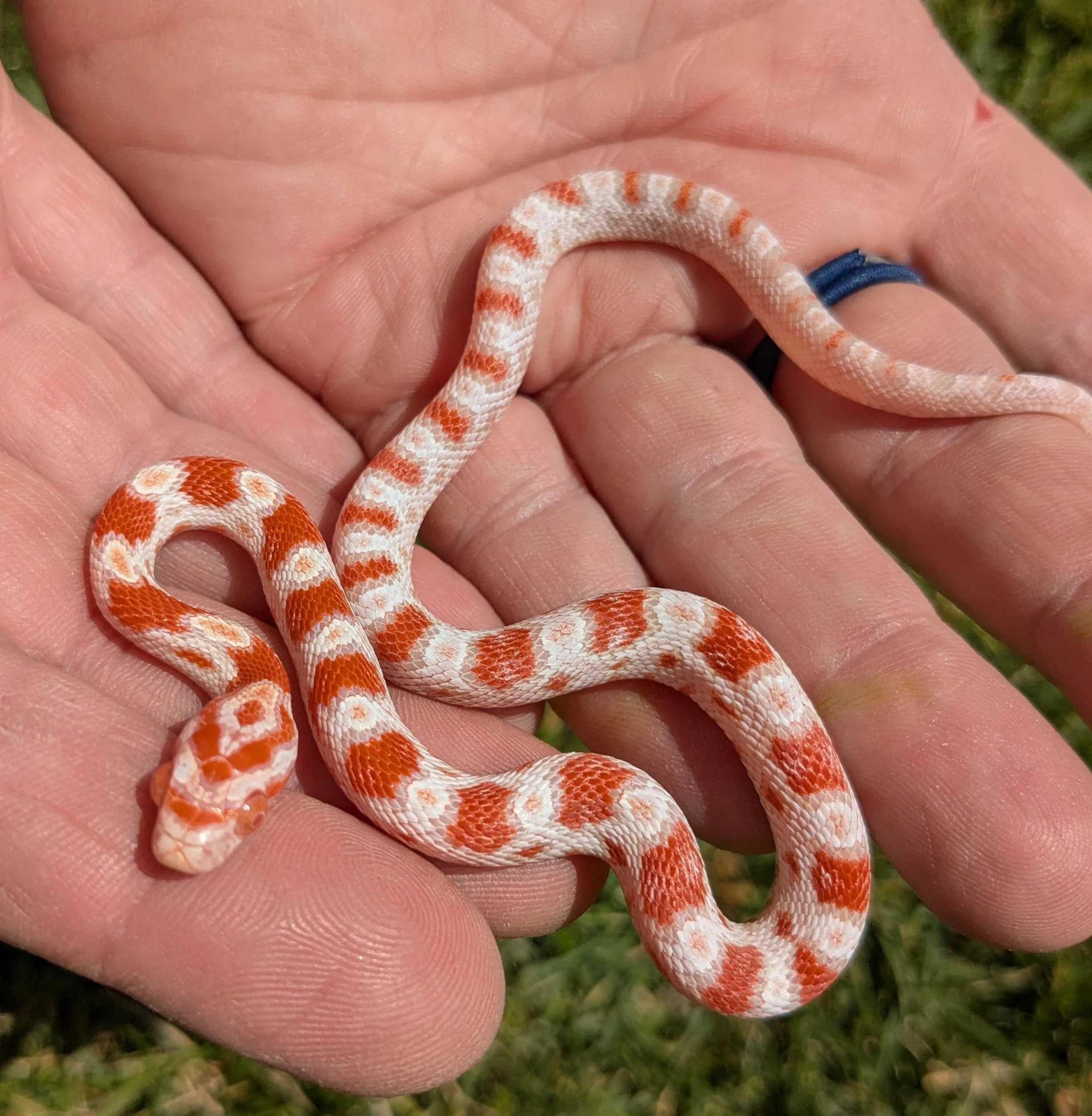Candy Cane Corn Snake