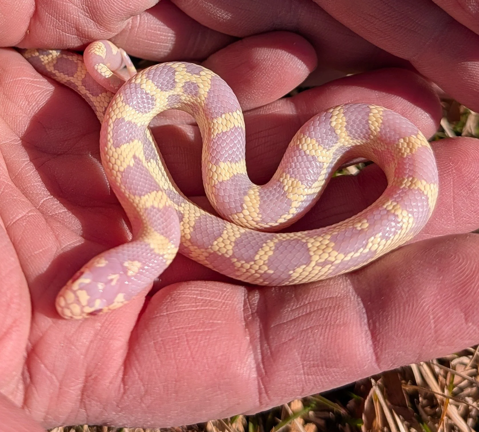 Albino Aberrant Cali $150