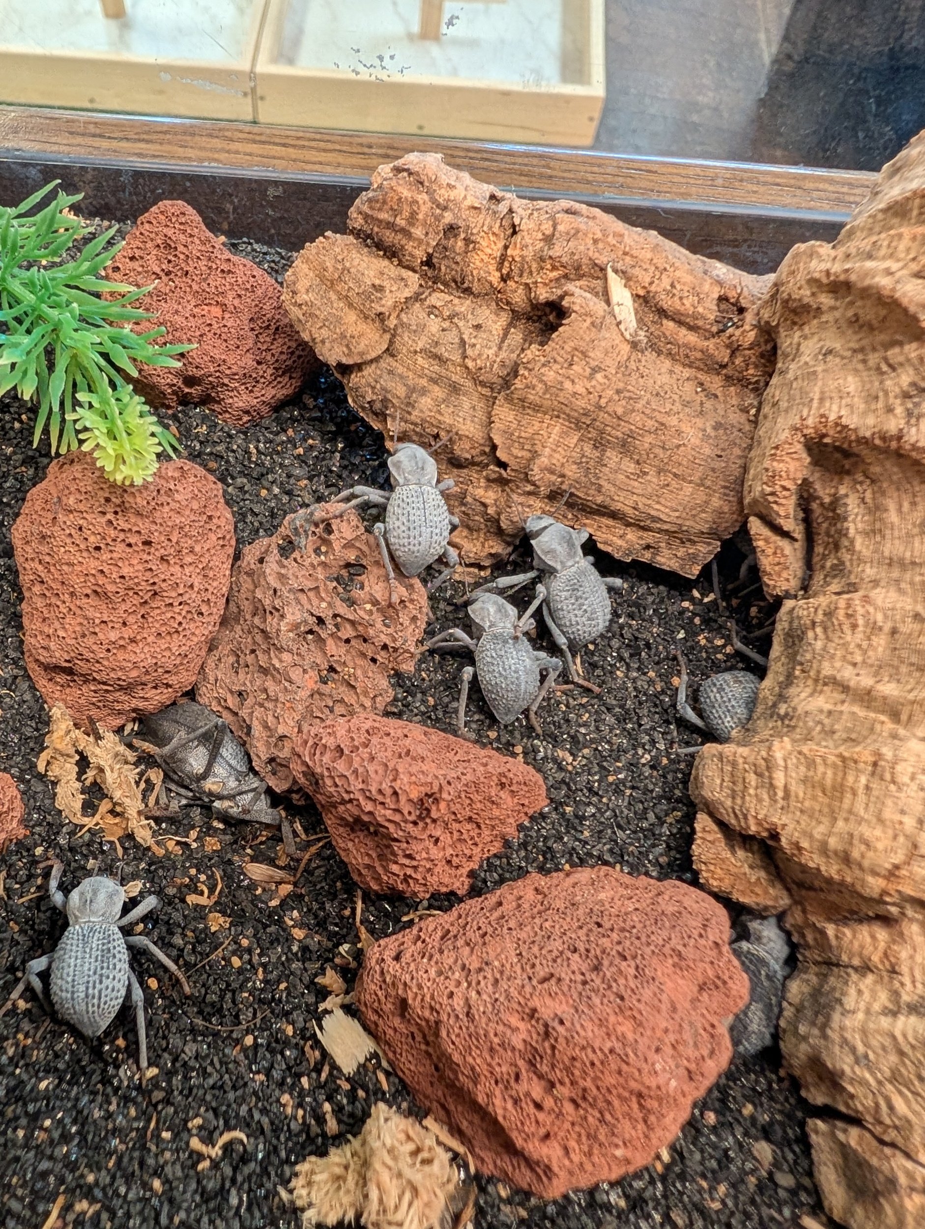 Blue Death Feigning Beetles