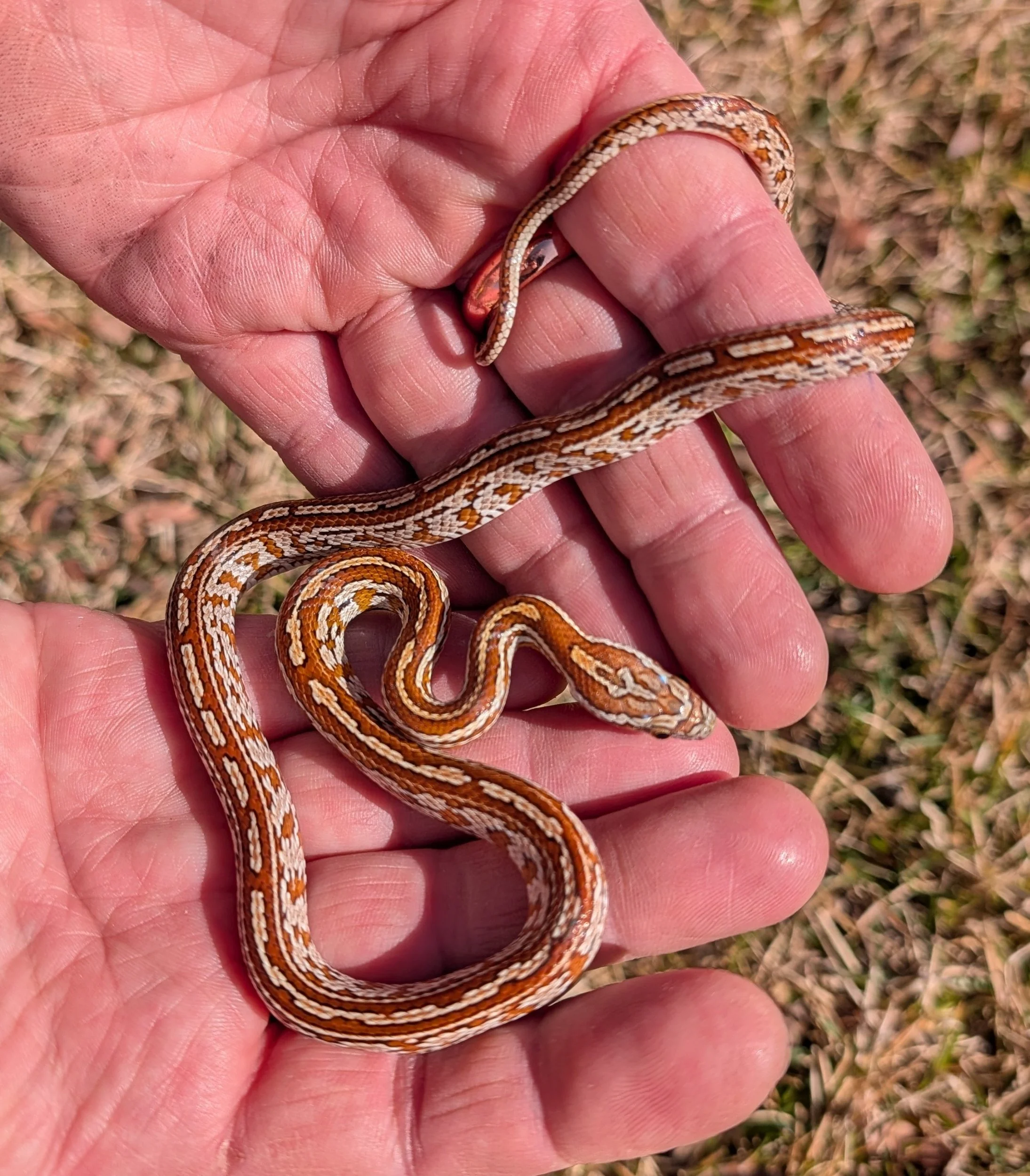 Classic Tessera $150