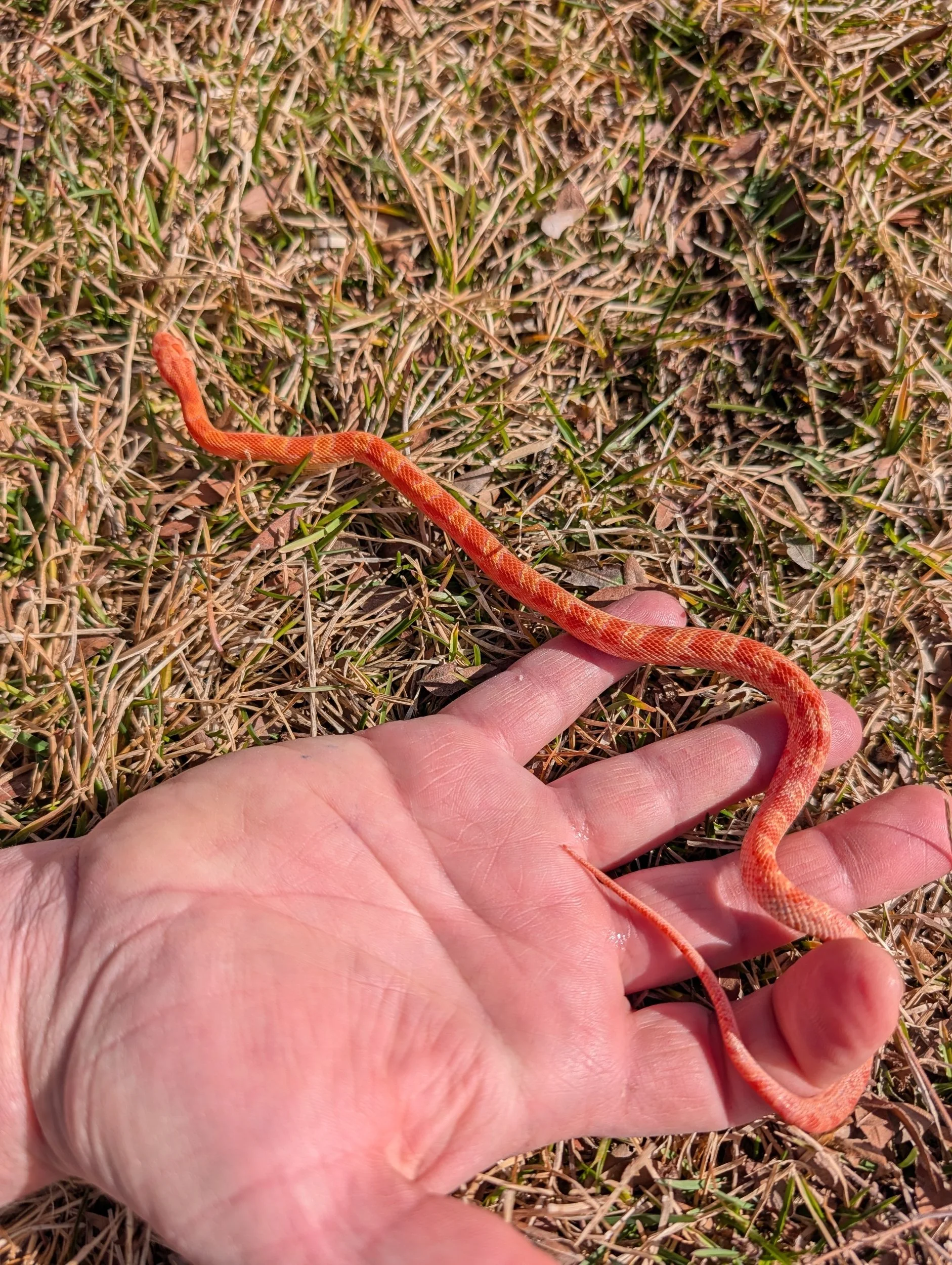 Hypo Amel Sunkissed $130