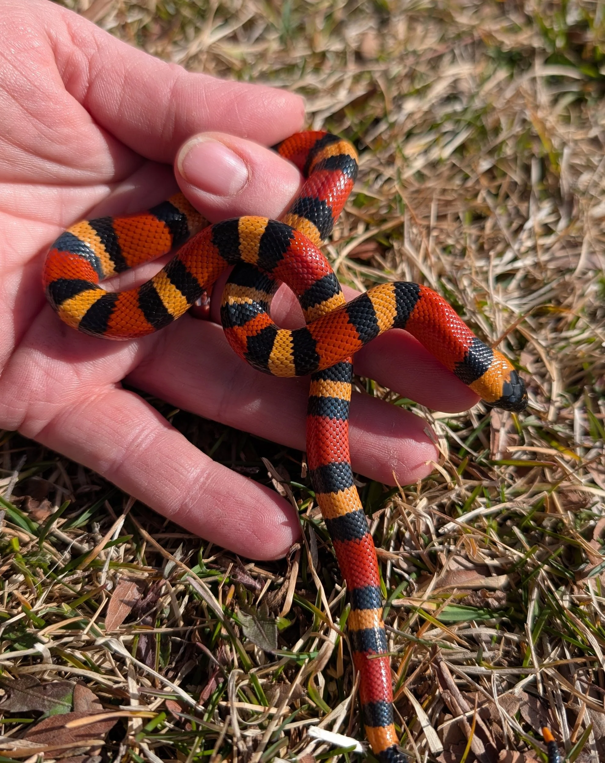 Apricot Pueblan $150