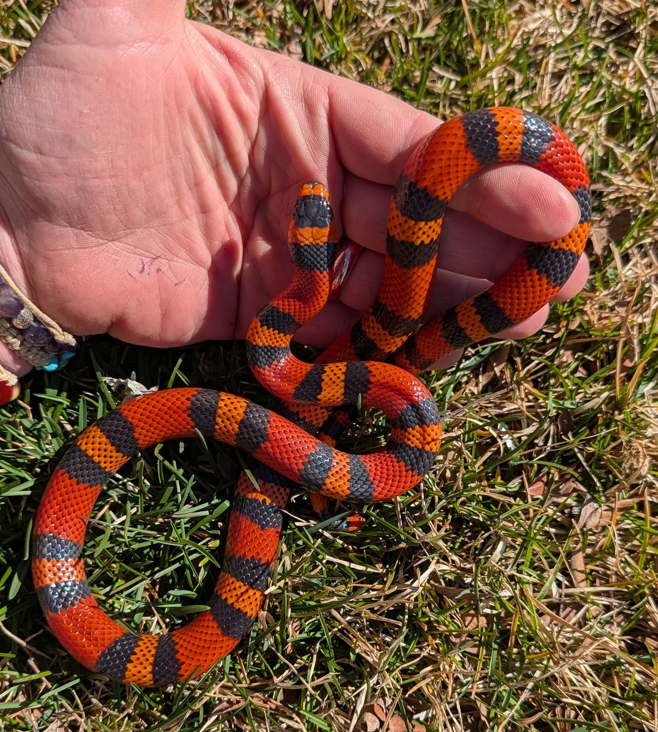 Tangerine Honduran $280