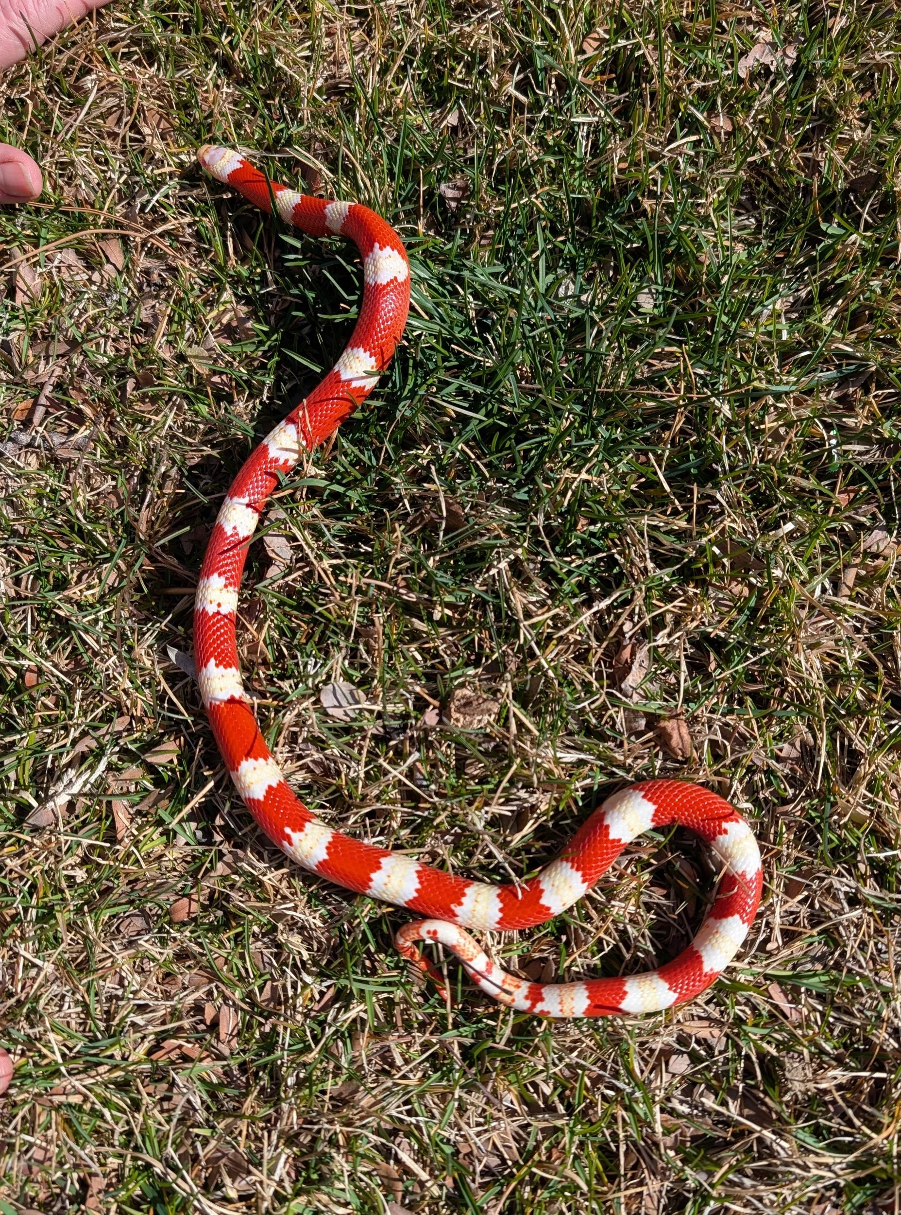 Albino Nelson's $150