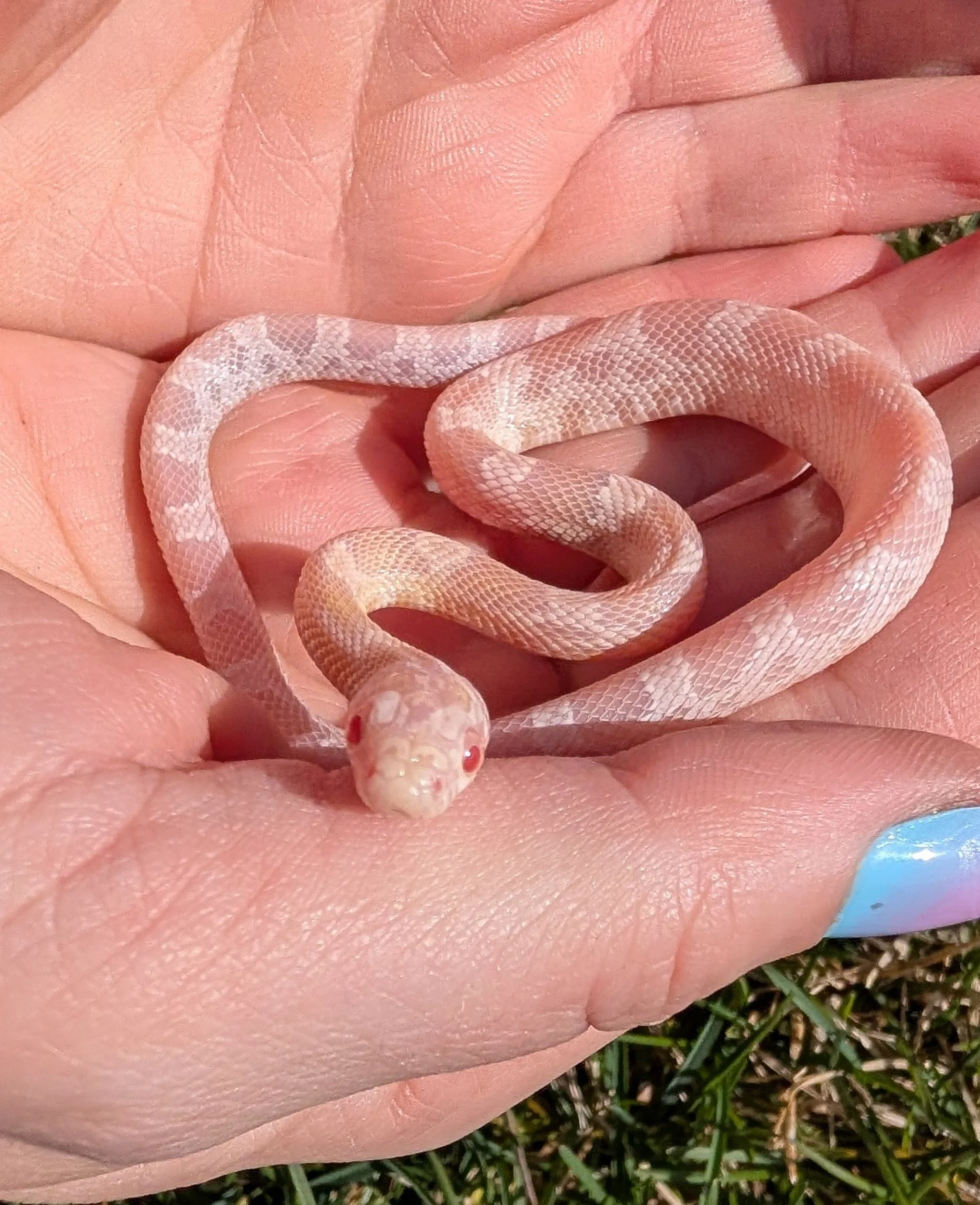 Snow Hypo Sunkissed $150