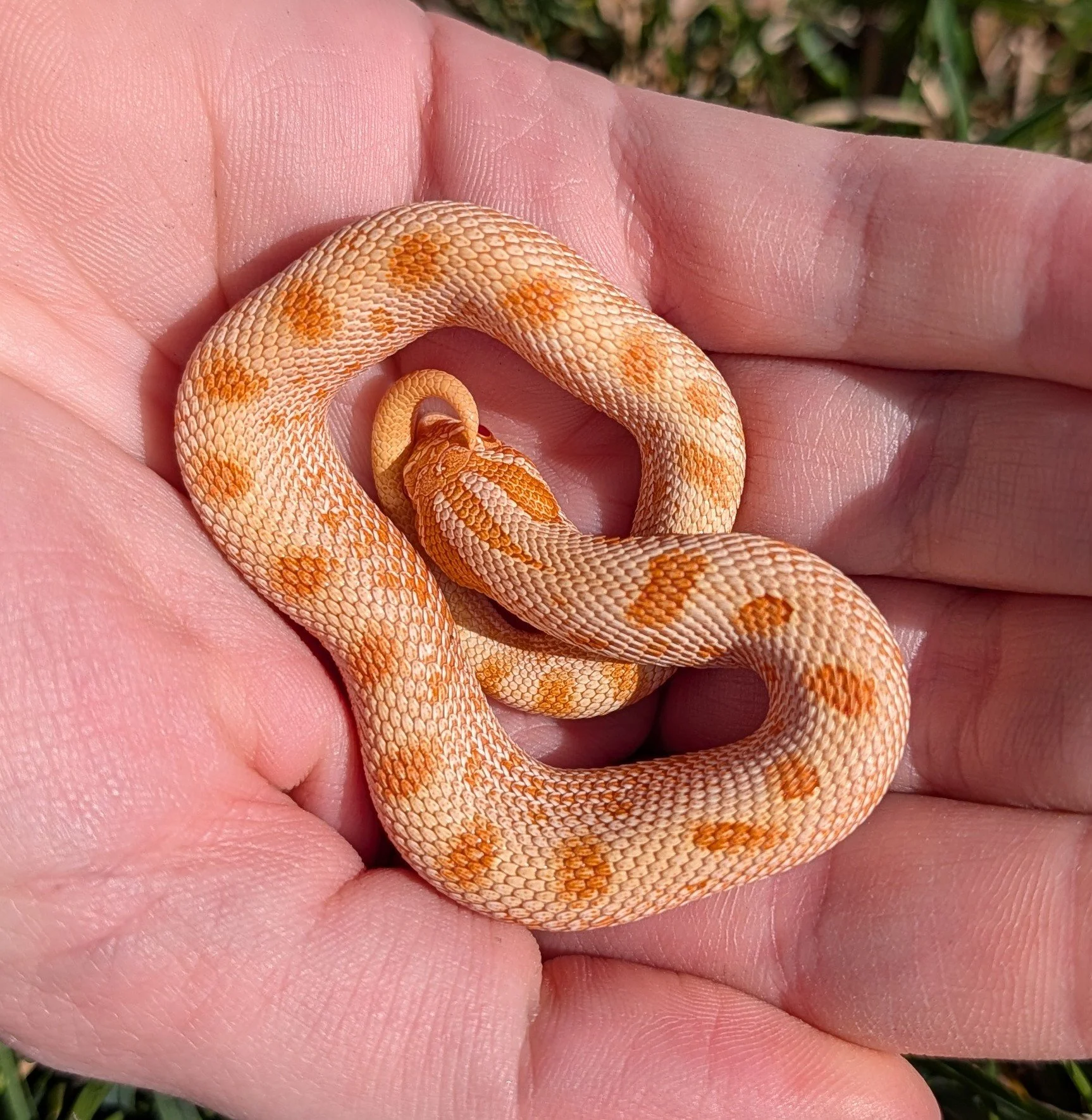 Albino Conda $300
