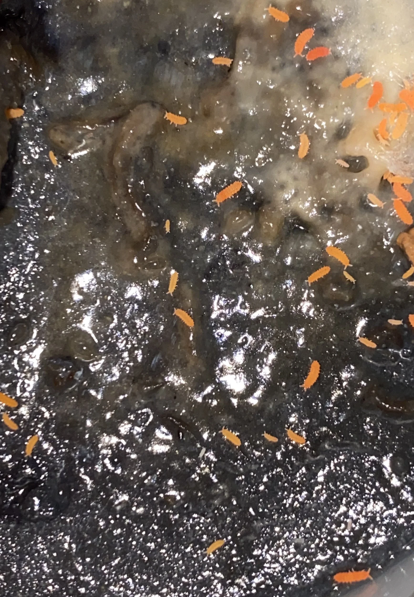 Orange Springtails (Yuukianura aphoruroides)