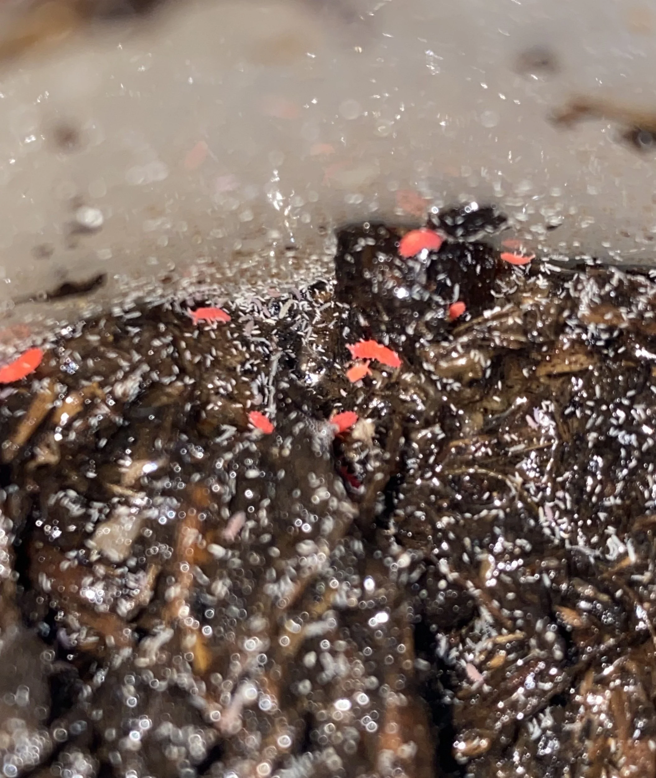 Red Thai Springtails (Lobella sp.) 