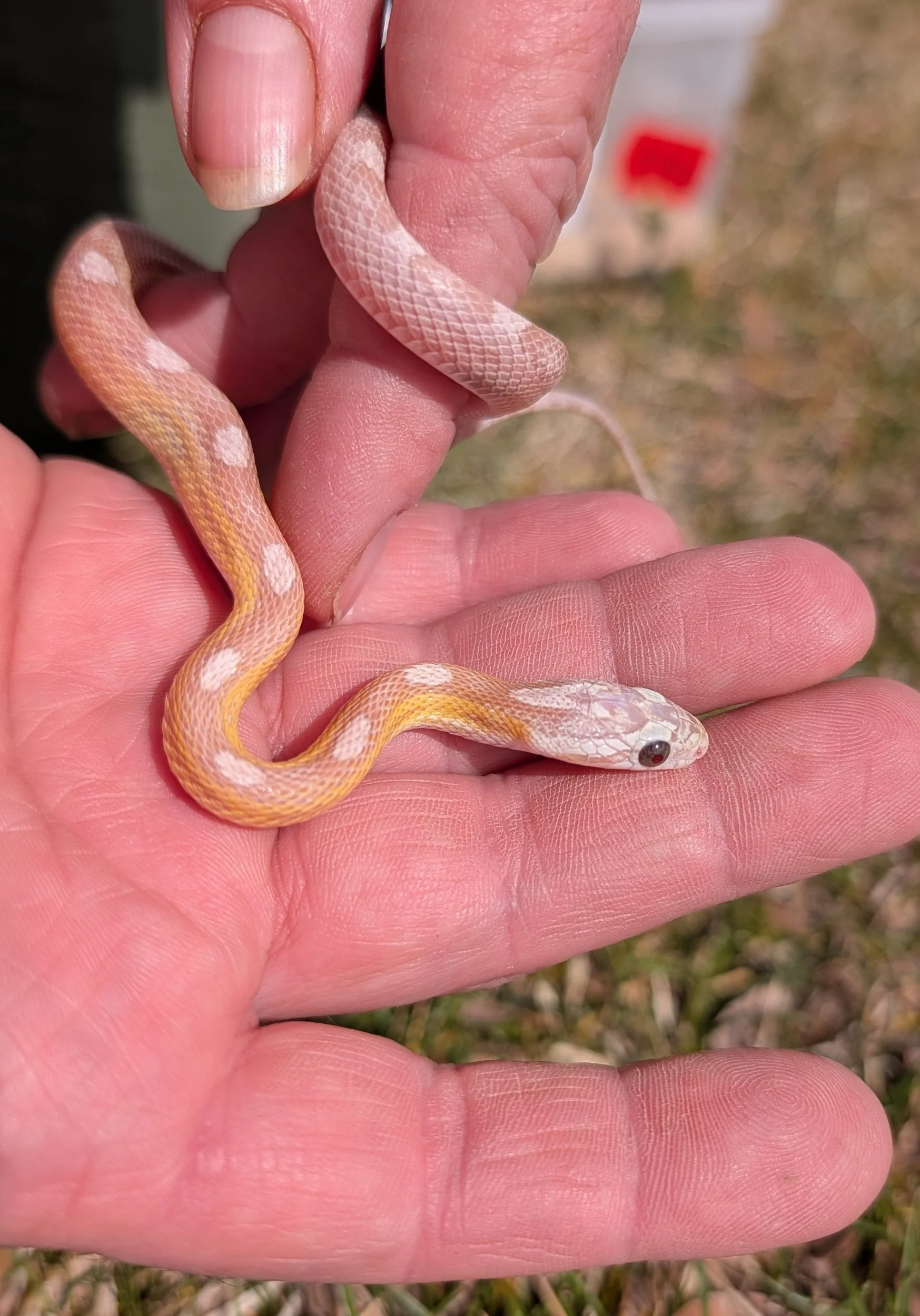 Ultramel Anery Motley $150