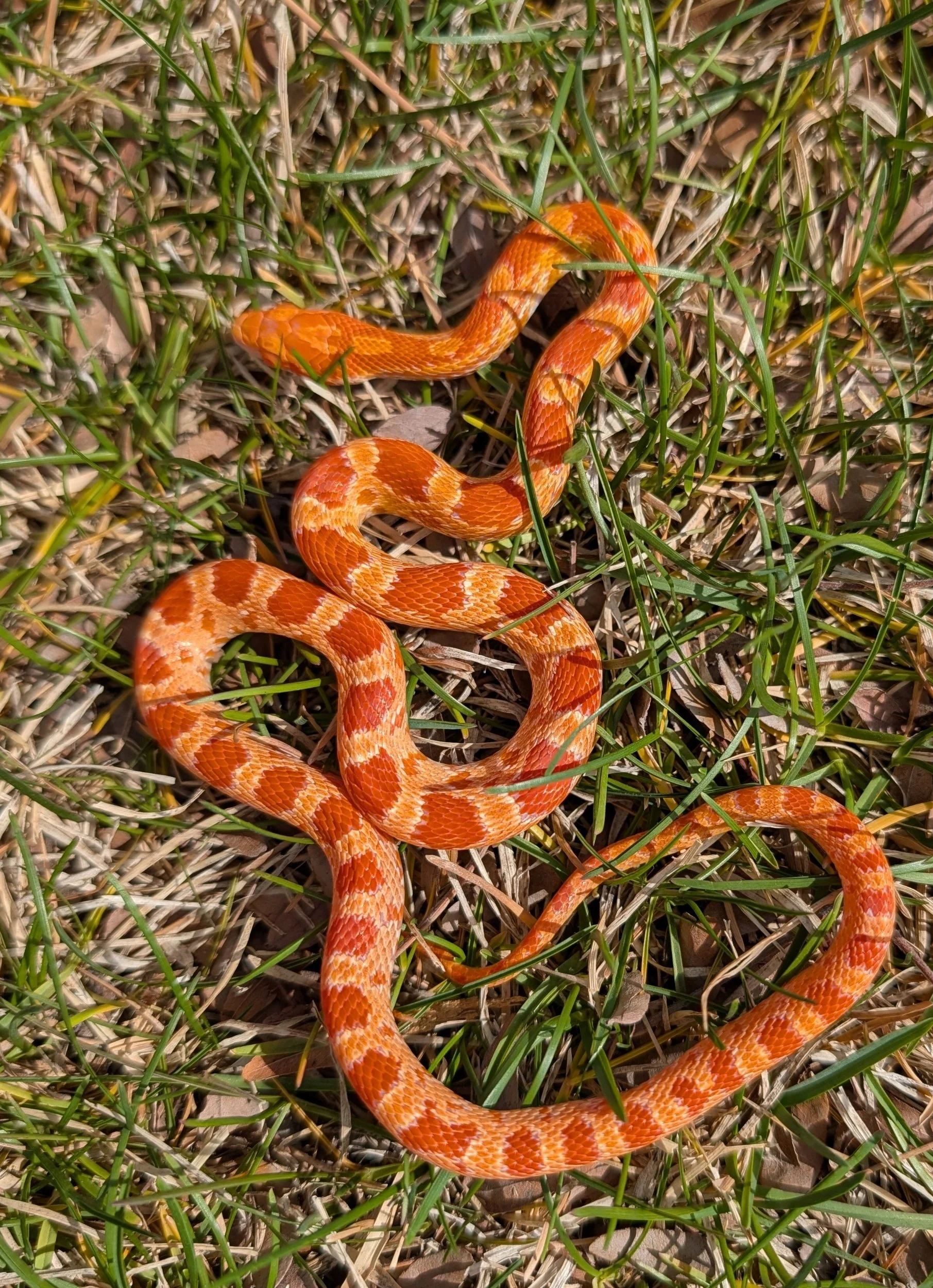 Amelanistic het Palmetto $90