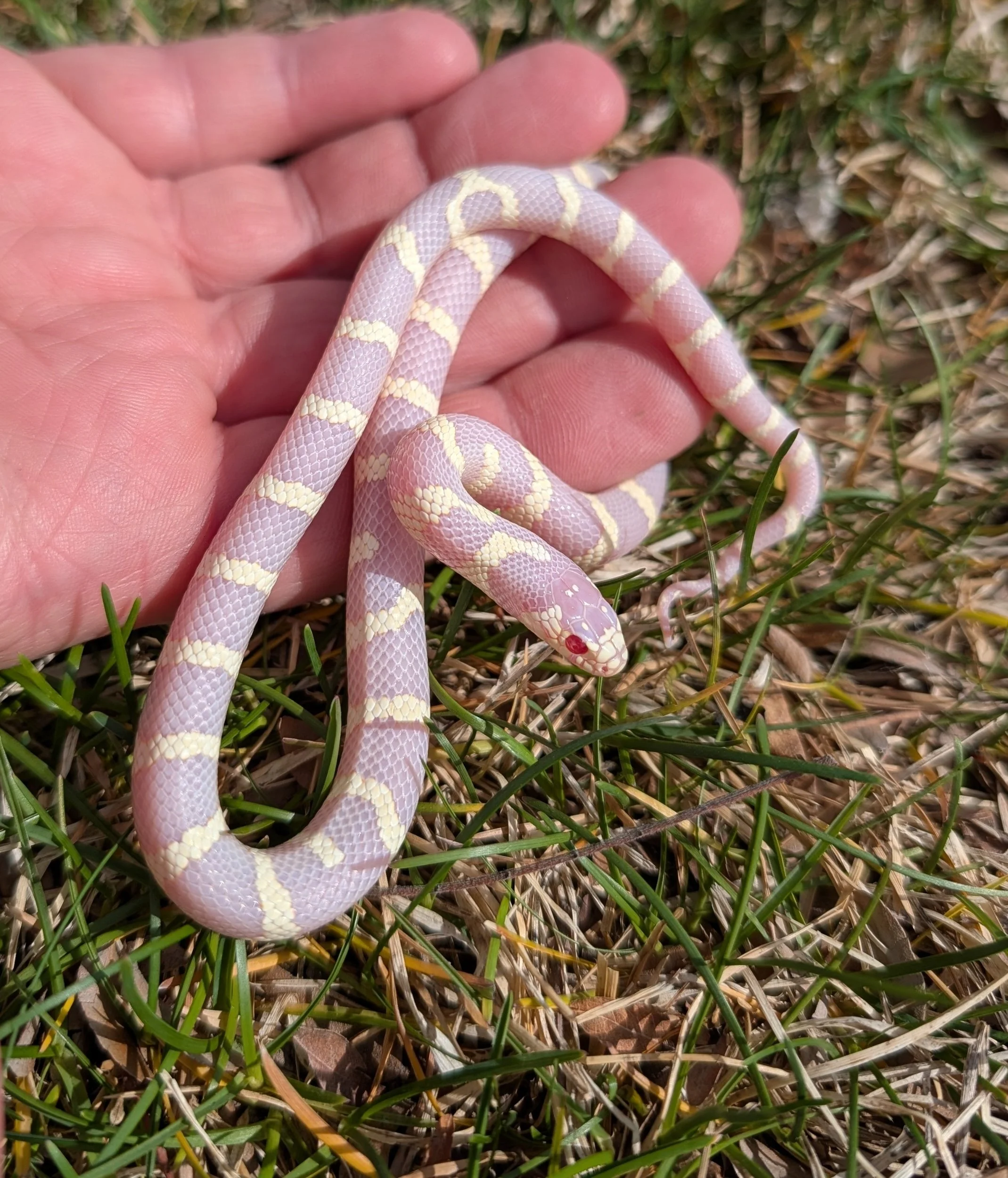 Albino $150