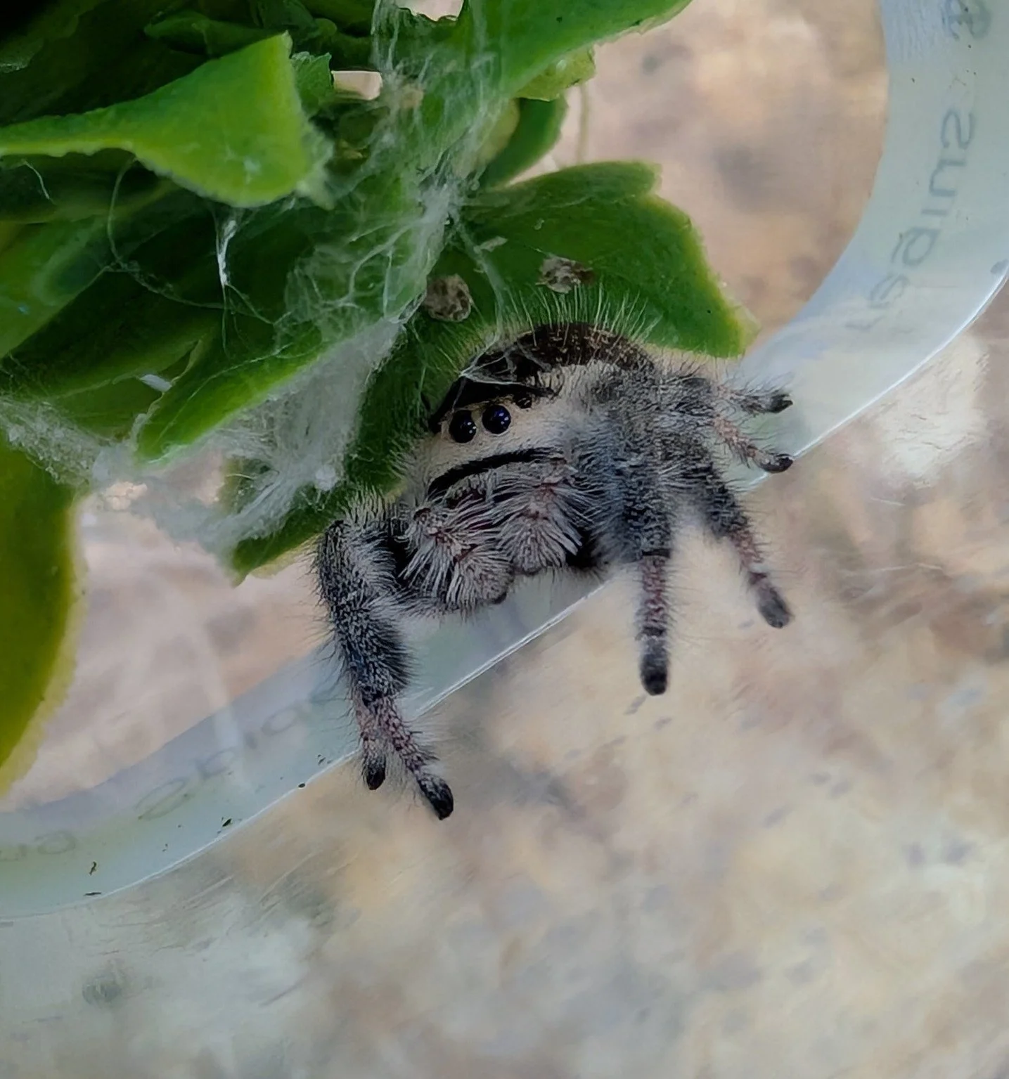 Regal Jumping Spider