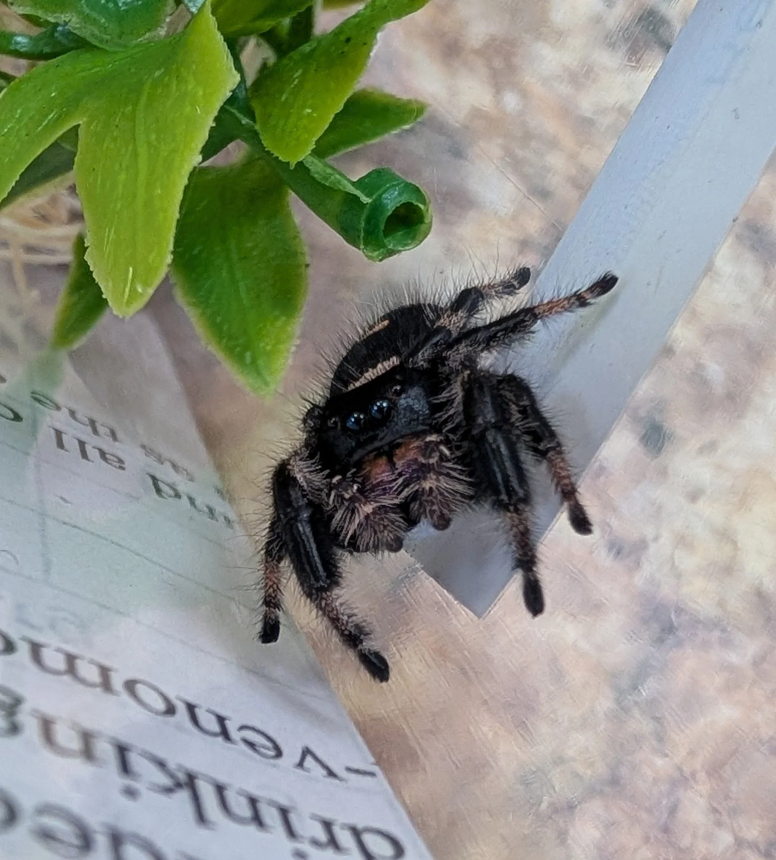 Regal Jumping Spider