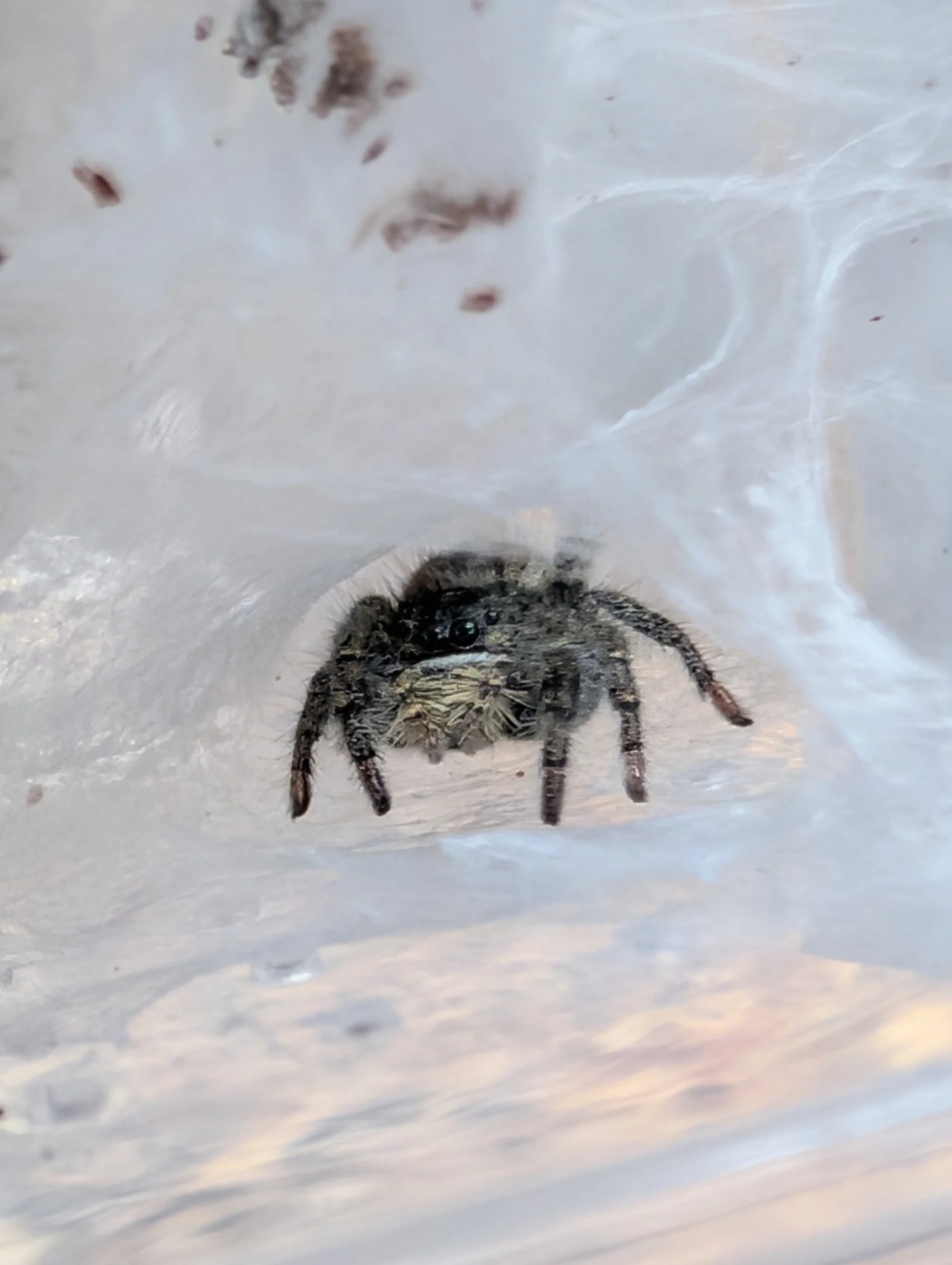 Regal Jumping Spider