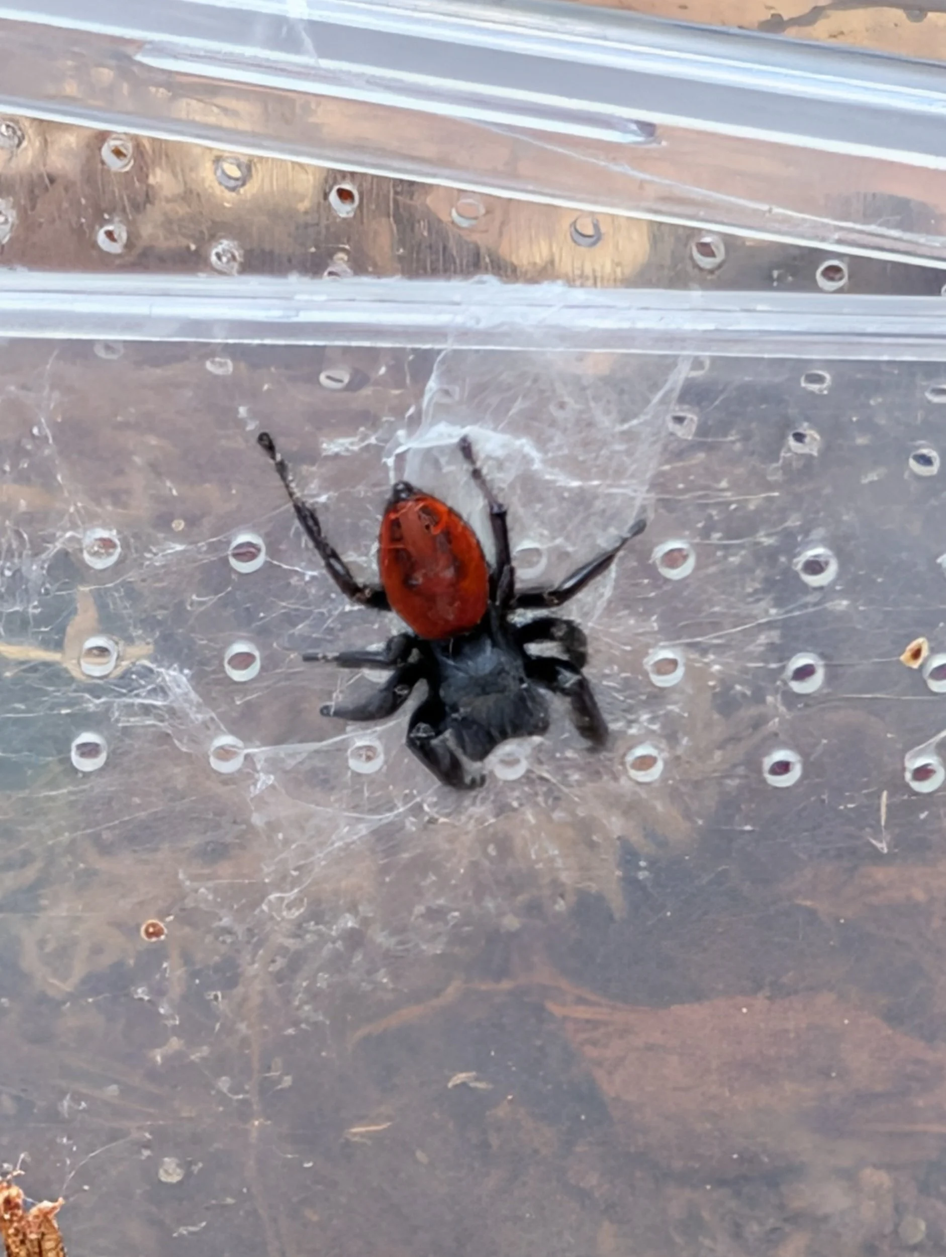 Boreal Jumping Spider