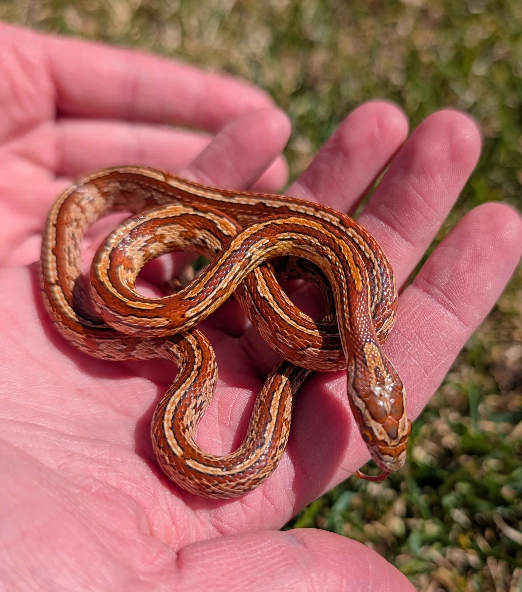 Classic Tessera $150