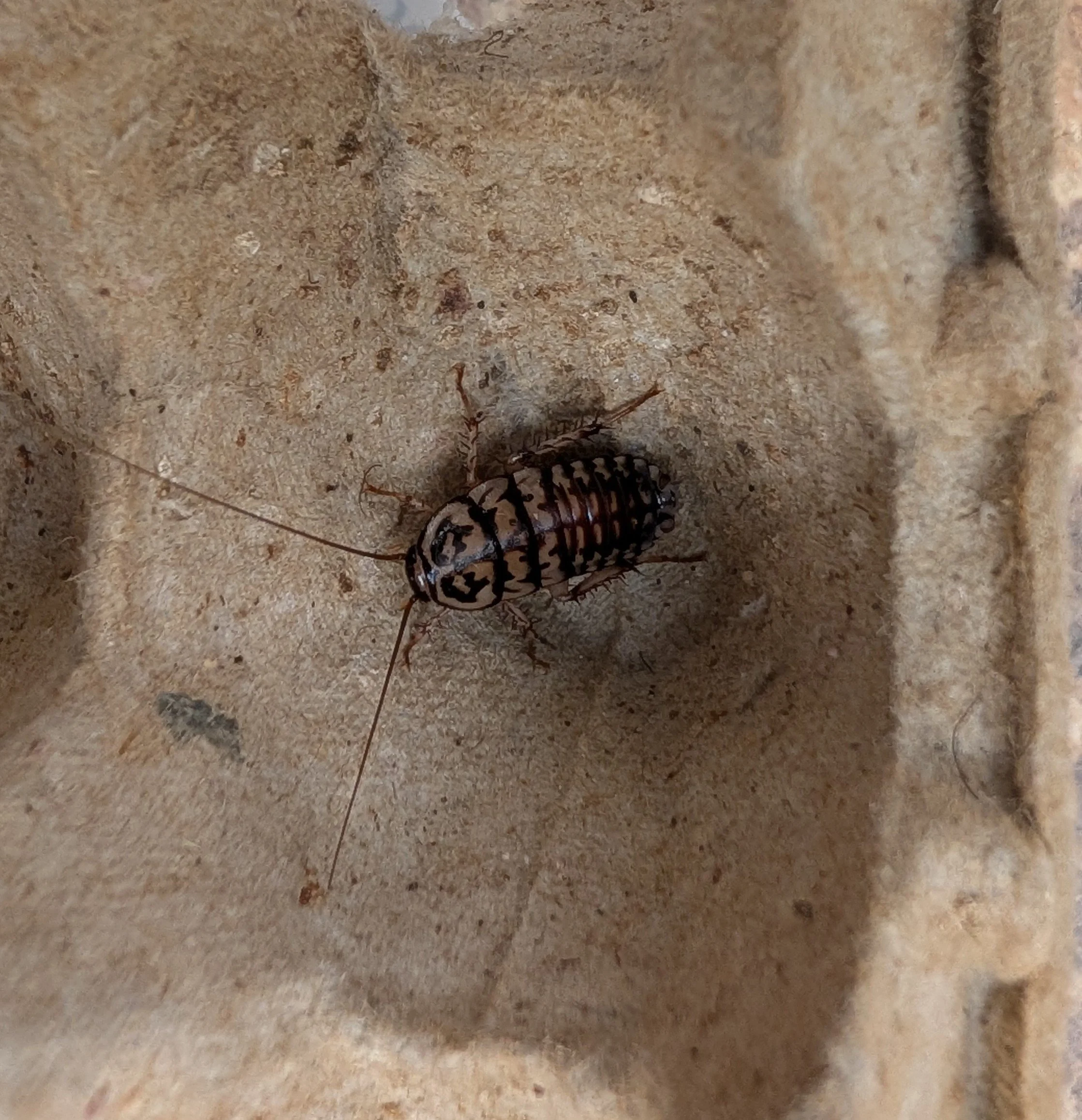 Harlequin Roaches