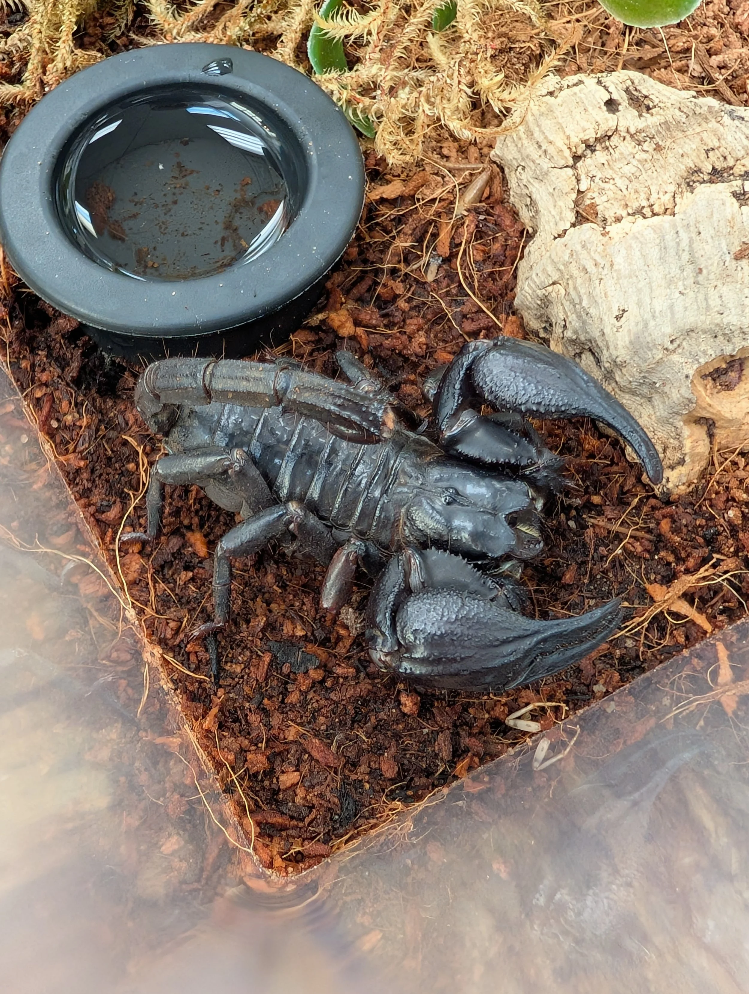 Asian Forest Scorpion