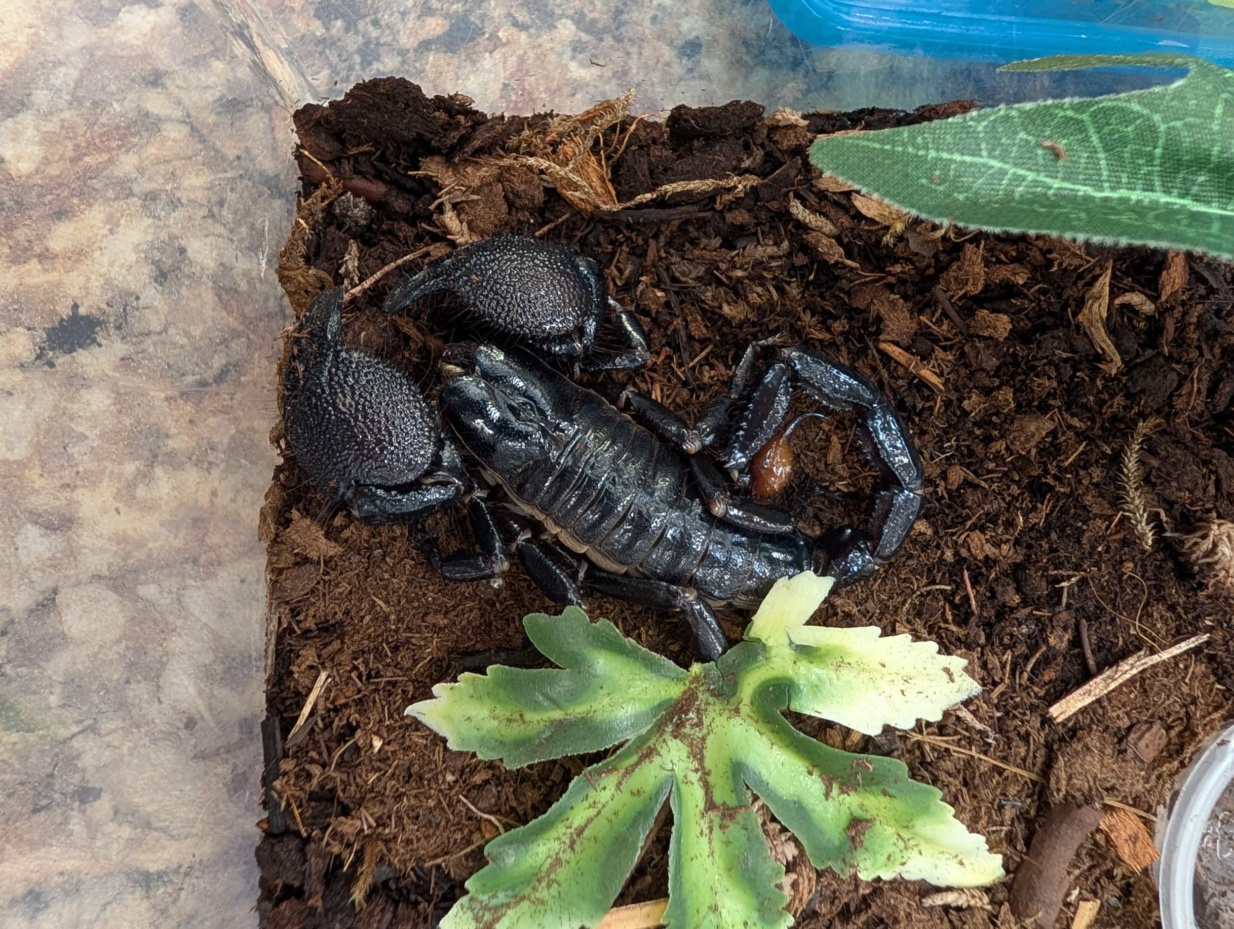 Emperor Scorpion