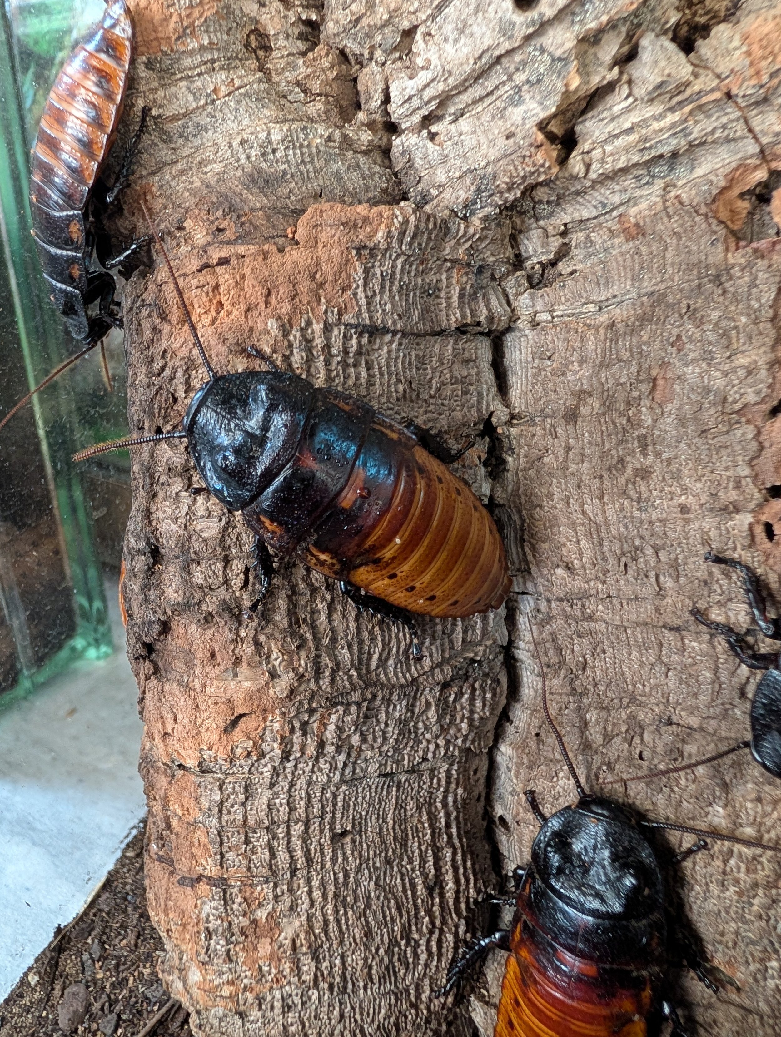 Madagascar Hissing Roaches