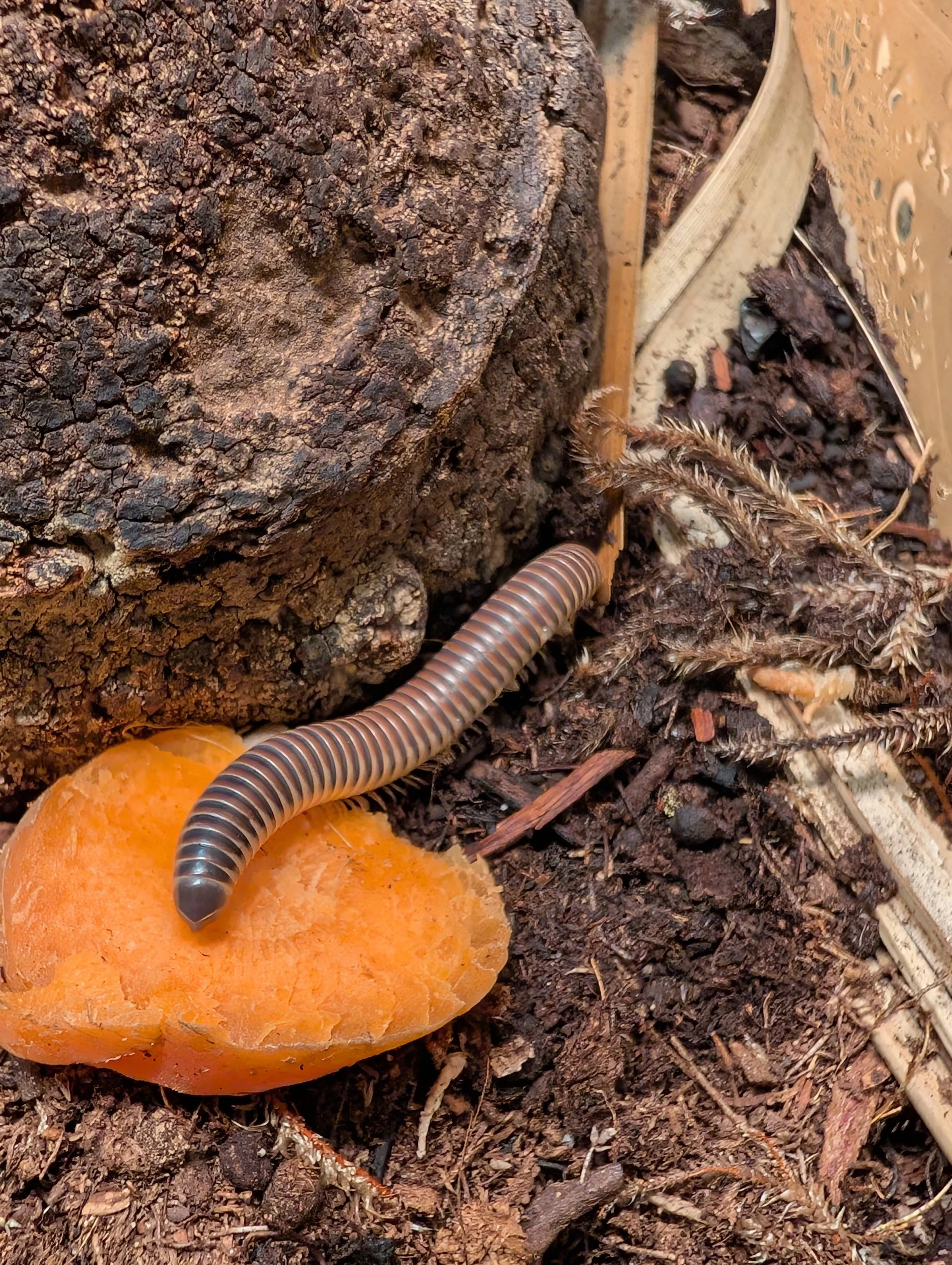Smokey Oak Millipede
