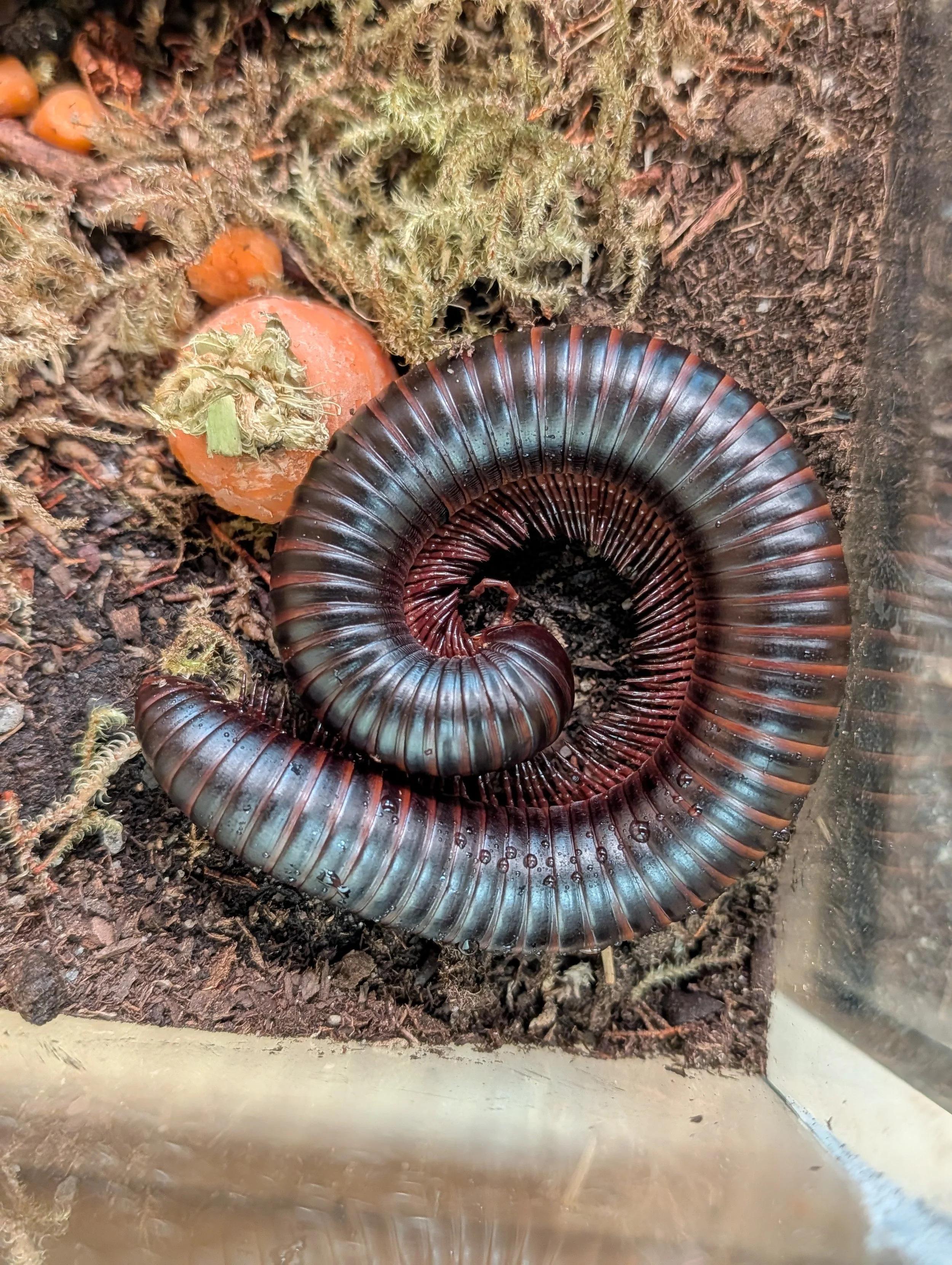 African Giant Millipede