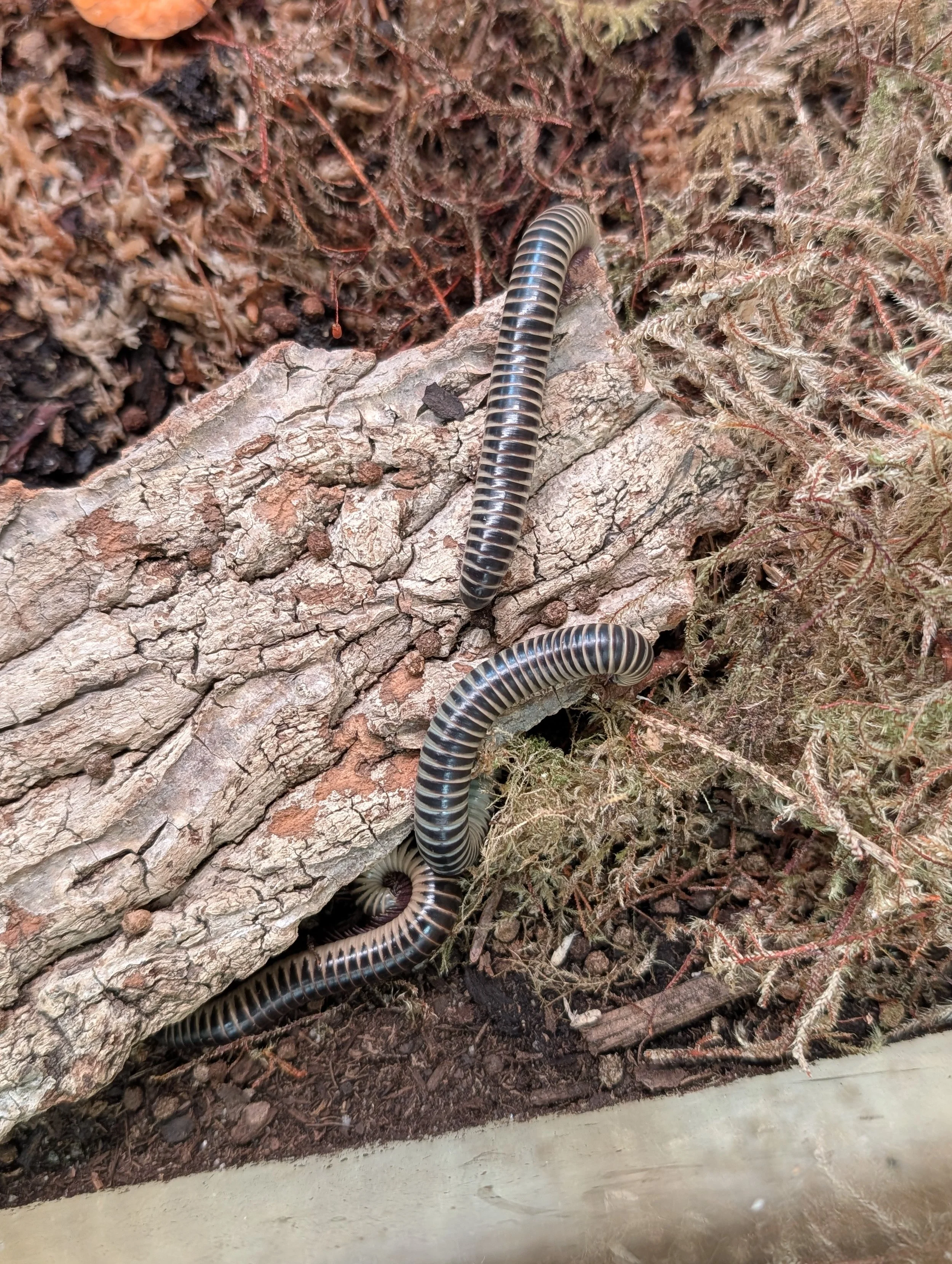 Zebra Ivory Millipedes