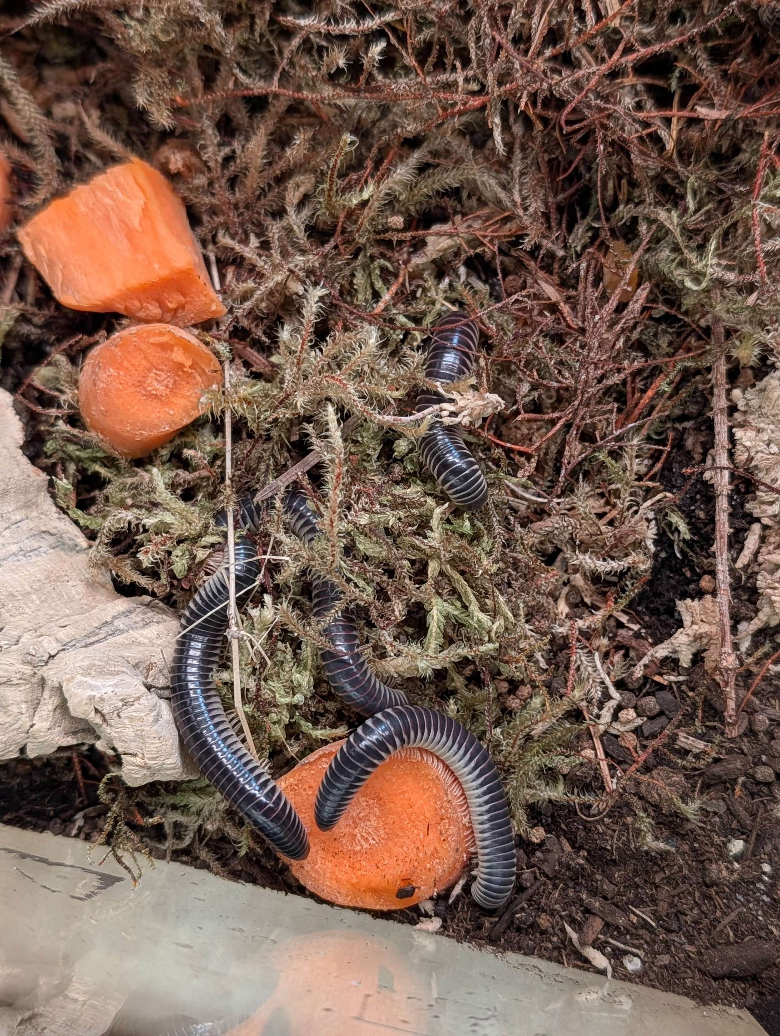 Purple Ivory Millipedes