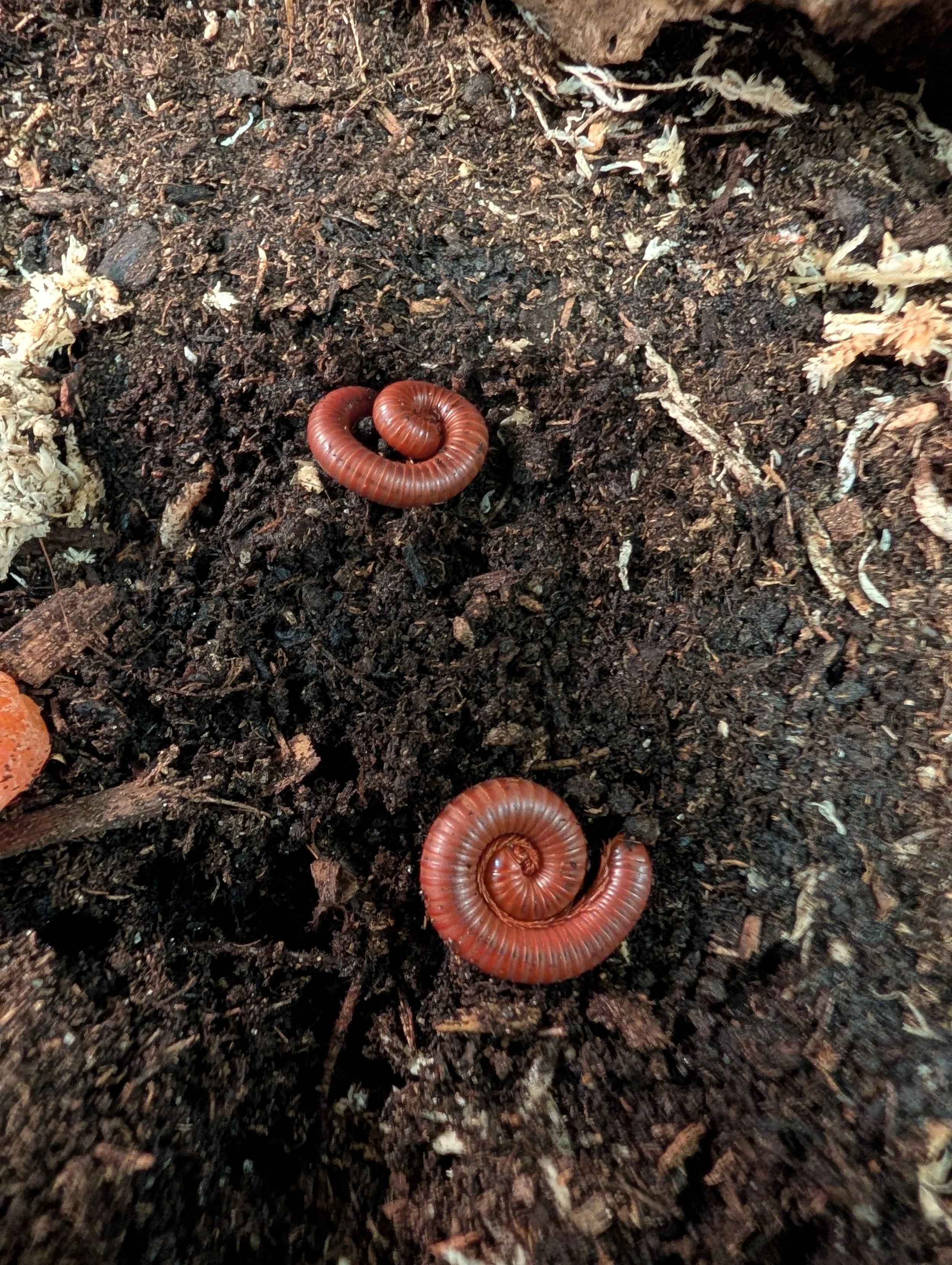 Scarlet Millipede