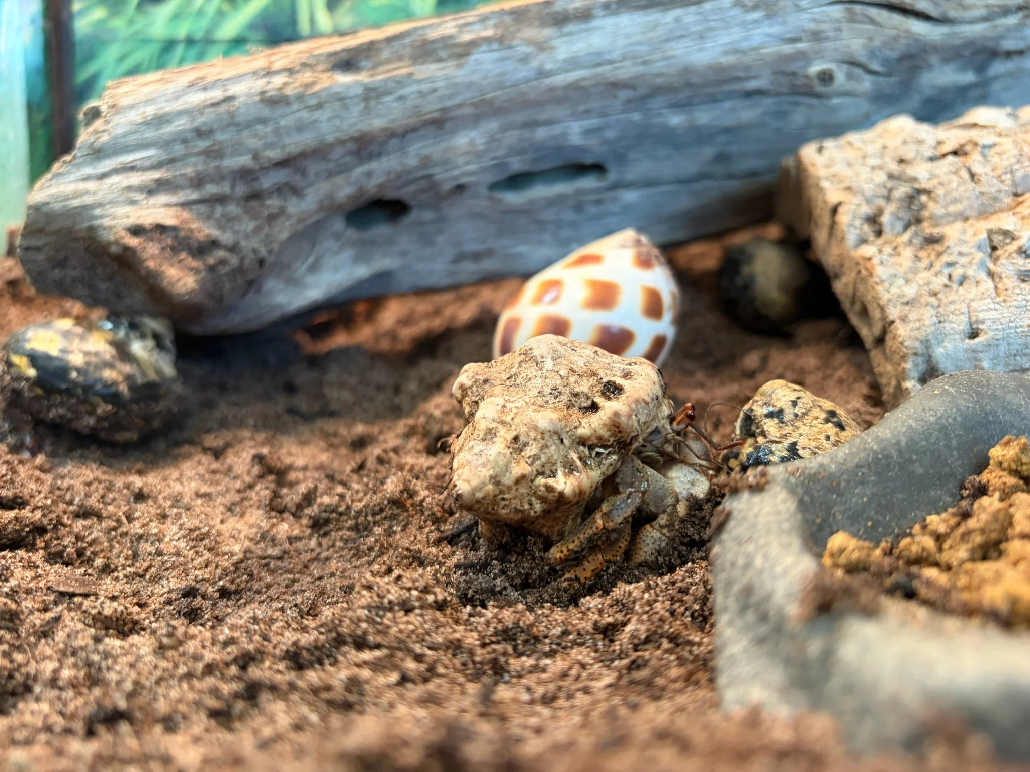Hermit Crab