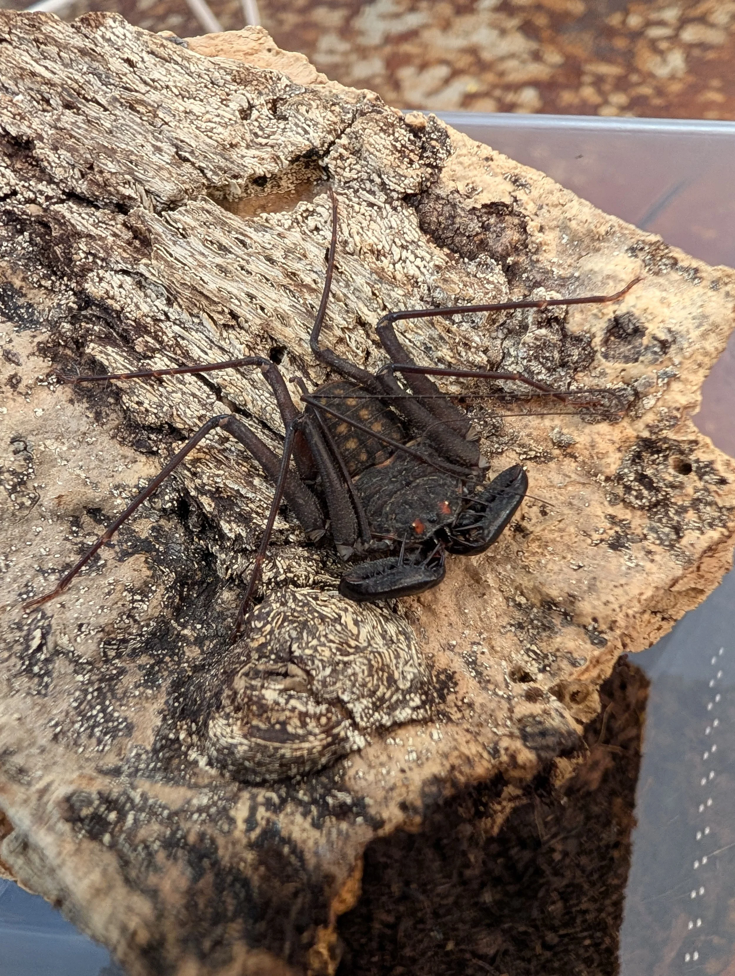 Tailless Whip Scorpion