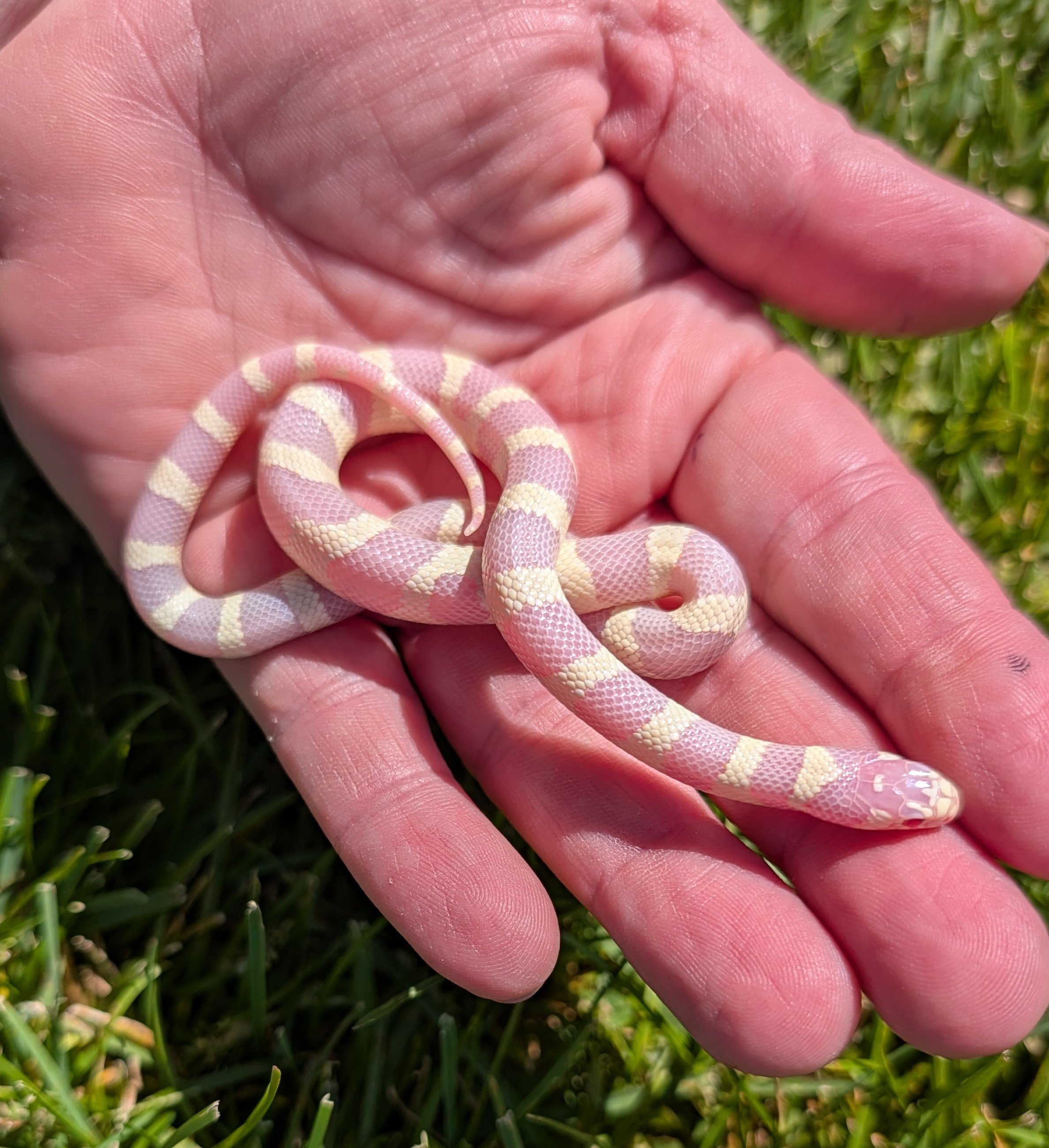 Albino Cali $150