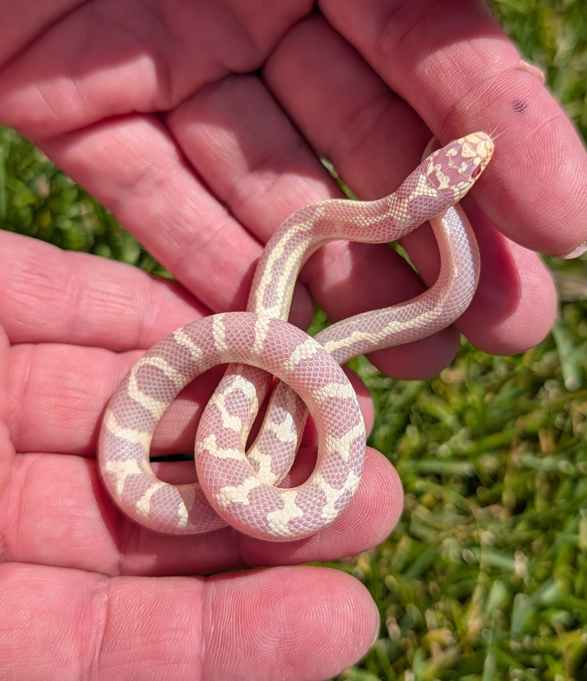 Albino Cali $150