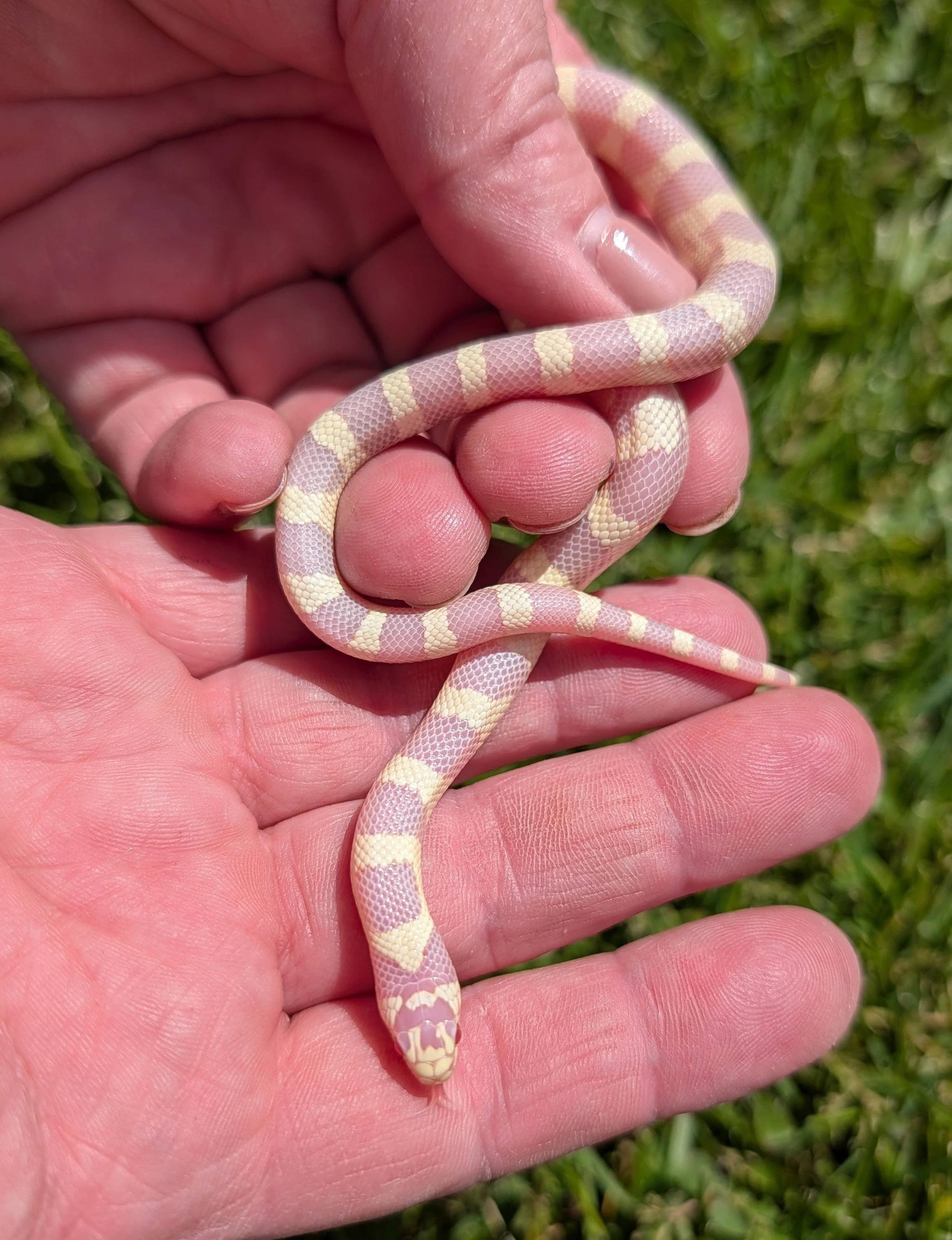 Albino Cali $150