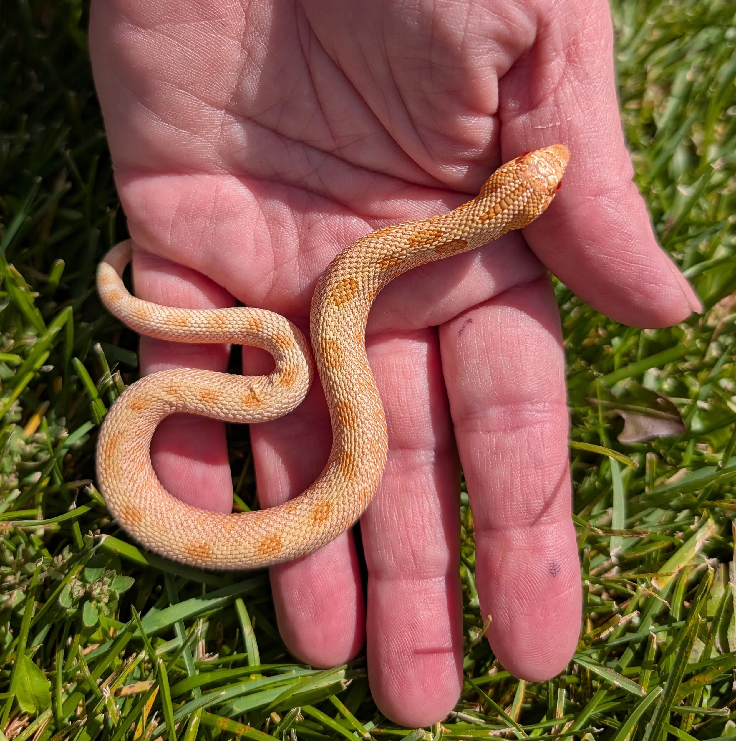 Albino Conda $300